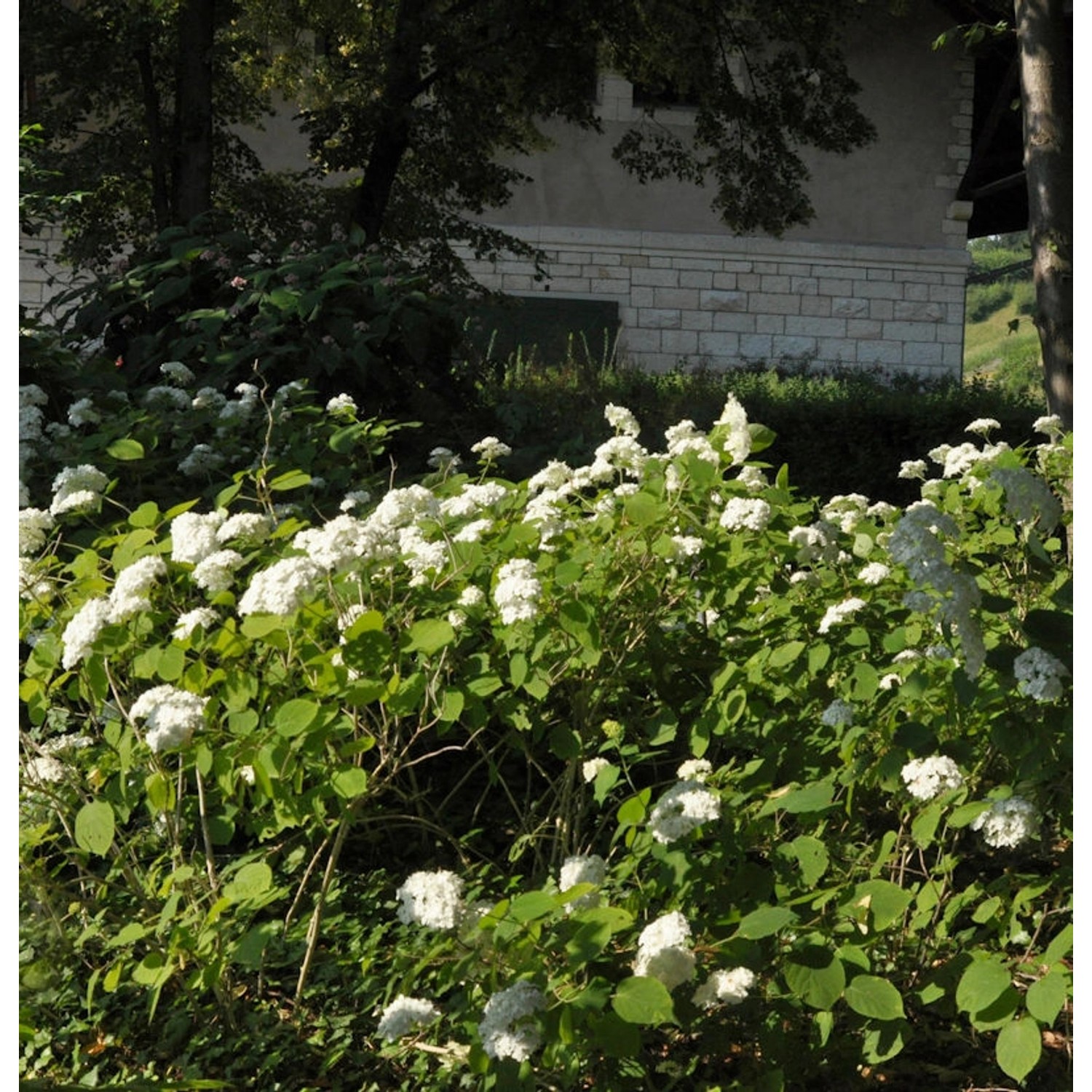 Ballhortensie Lime Rickey 30-40cm - Hydrangea arborescens günstig online kaufen