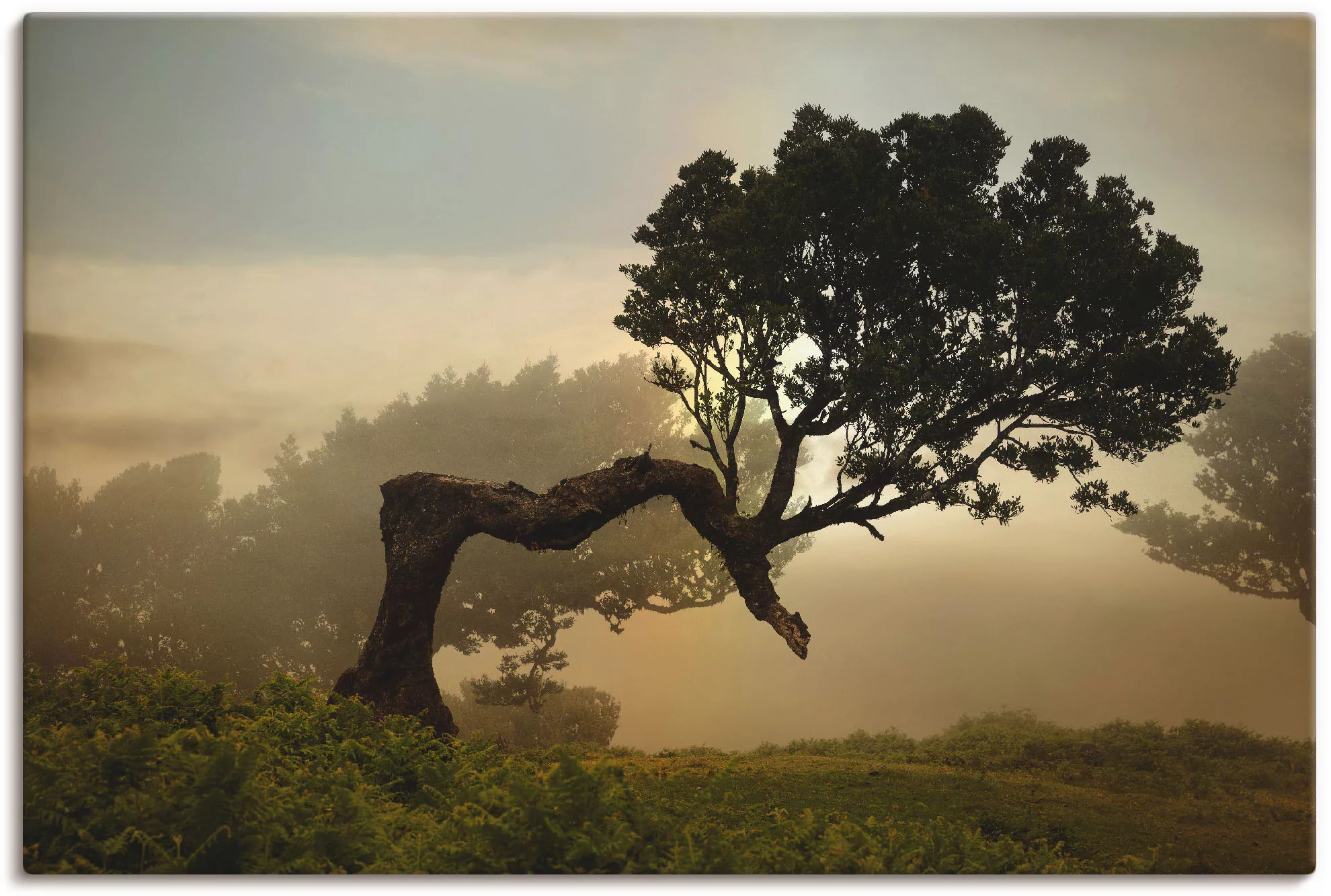 Artland Wandbild "Lorbeerbaum", Bäume, (1 St.), als Alubild, Outdoorbild, L günstig online kaufen