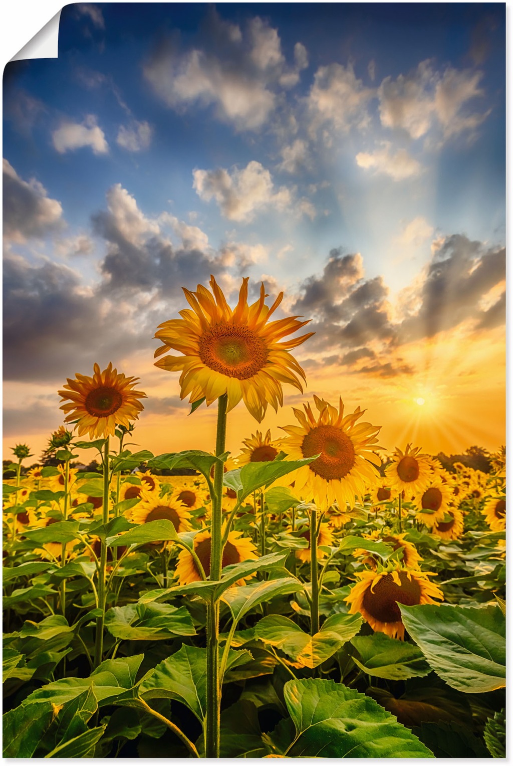 Artland Wandbild »Sonnenblumen im Sonnenuntergang«, Blumenbilder, (1 St.), günstig online kaufen