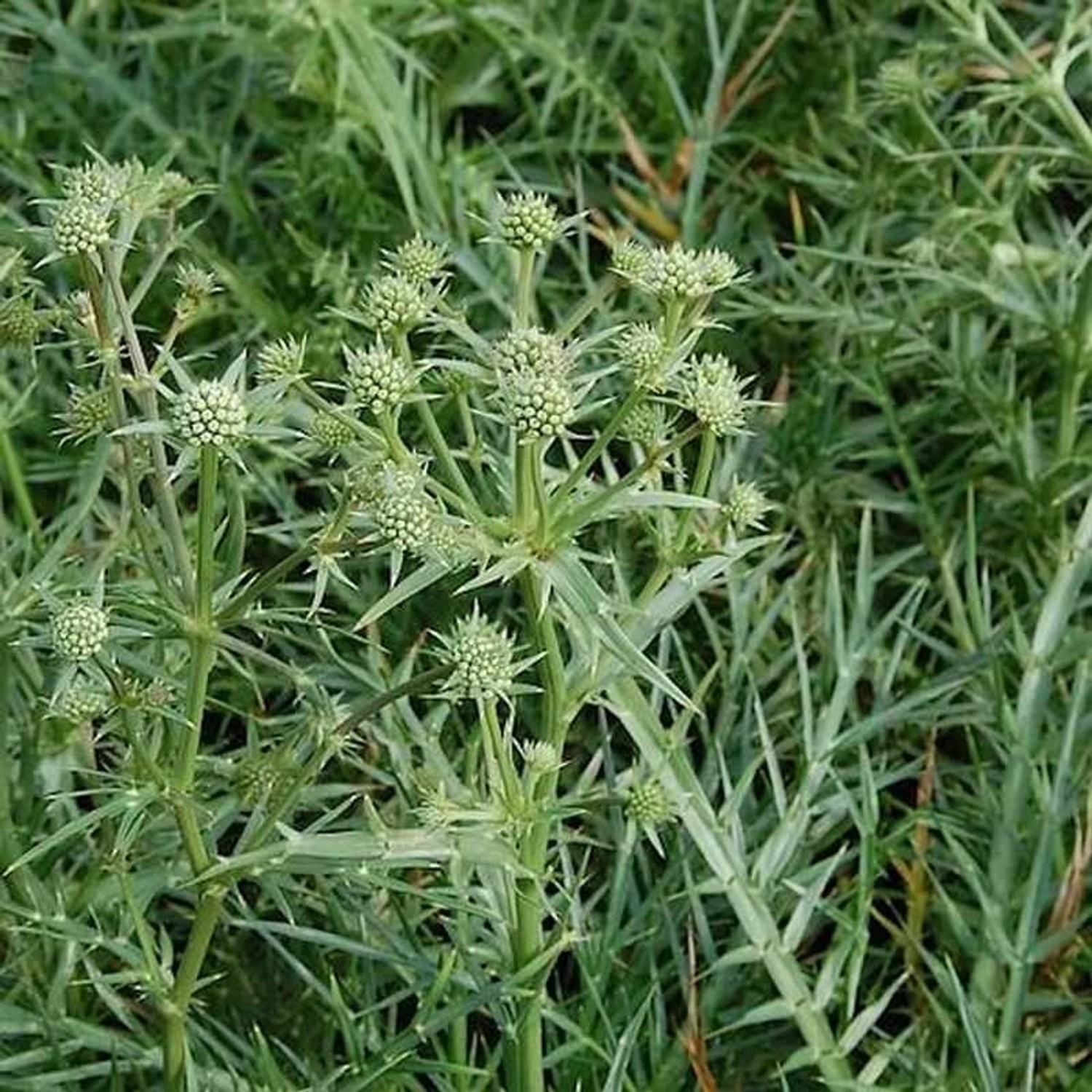 Edeldistel - Eryngium venustum günstig online kaufen