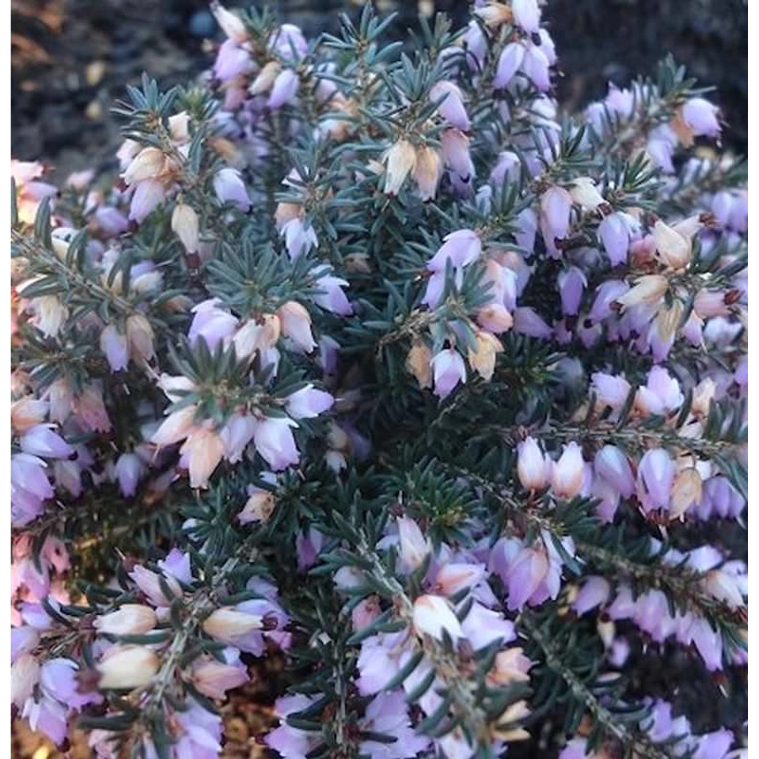 10x Winterheide Winter Beauty - Erica carnea günstig online kaufen