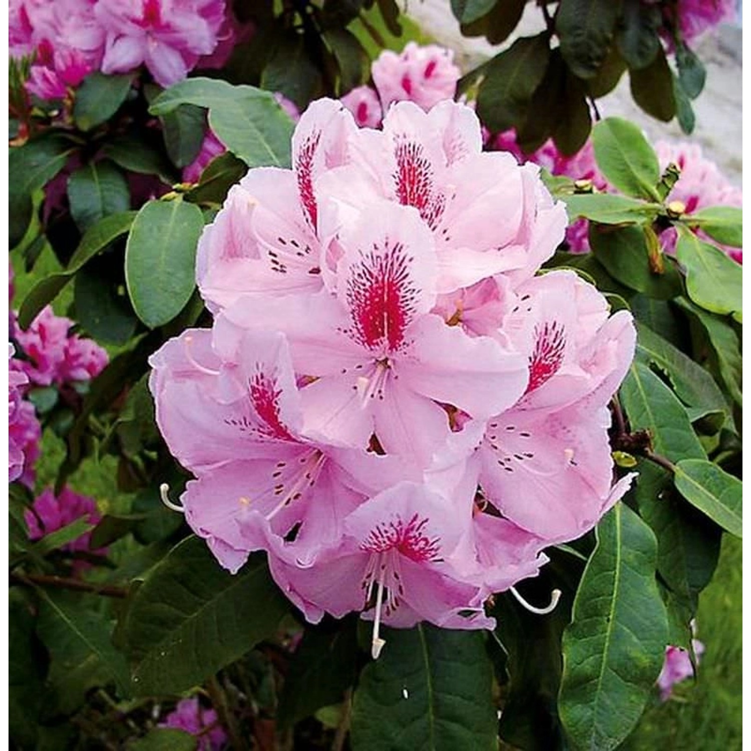 Großblumige Rhododendron Furnivall s Daughter 40-50cm - Alpenrose günstig online kaufen