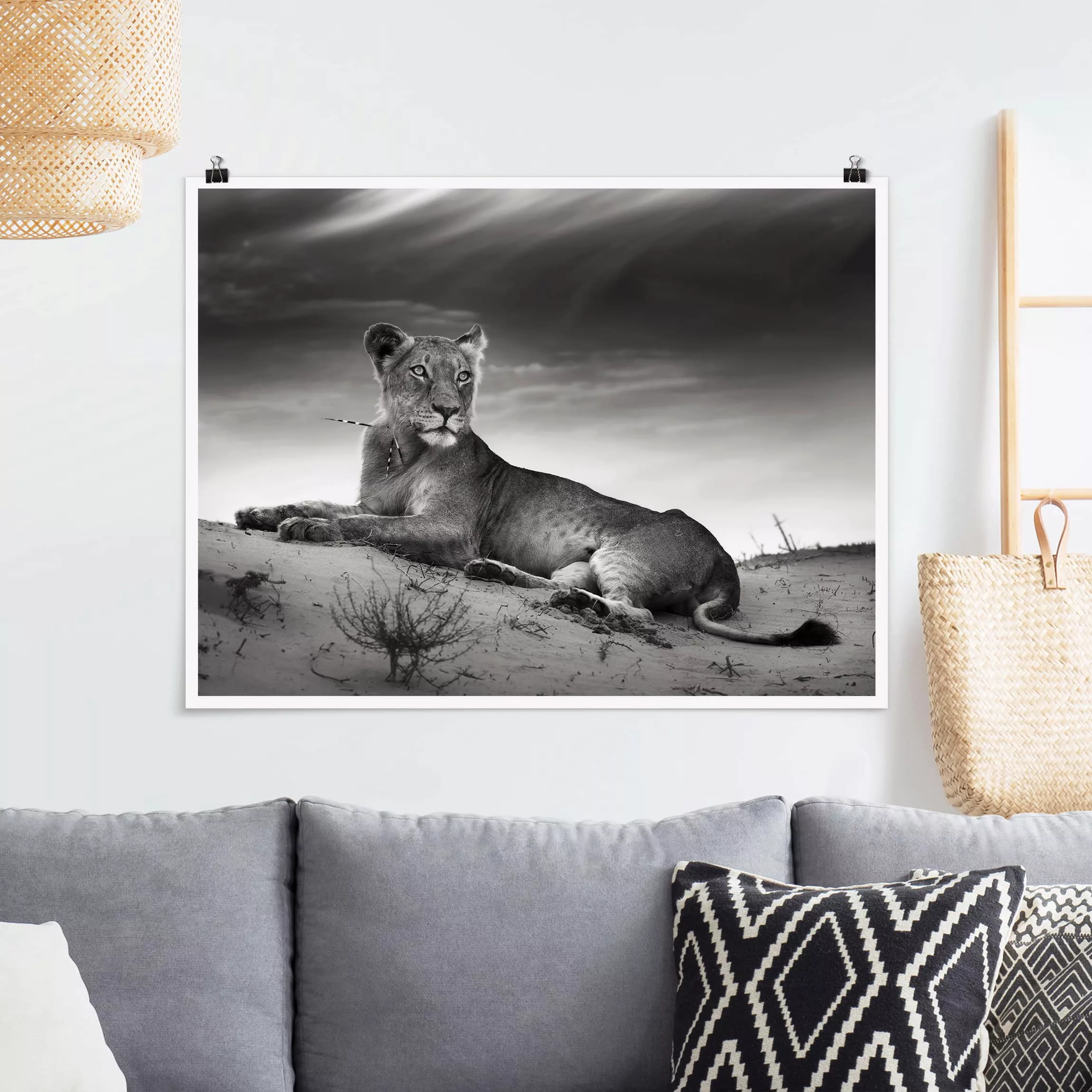 Poster Tiere - Querformat Resting Lion günstig online kaufen