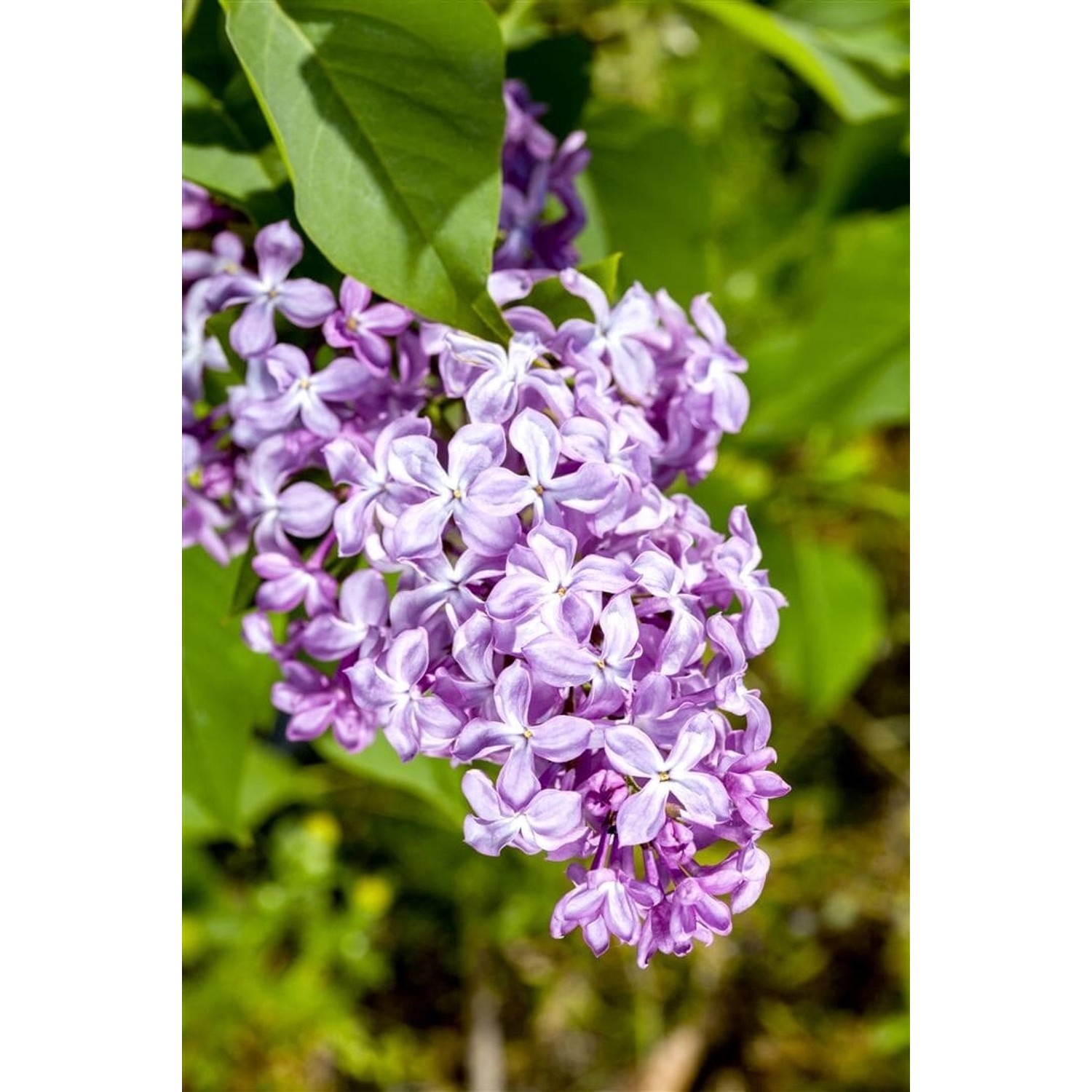 Syringa Vulgaris Flieder Nadezhda 60-80 cm günstig online kaufen