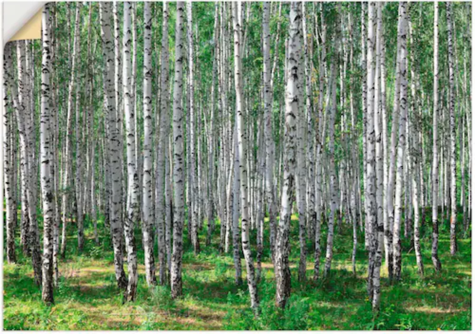 Artland Wandbild »Birkenwald«, Wald, (1 St.), als Poster, Wandaufkleber in günstig online kaufen