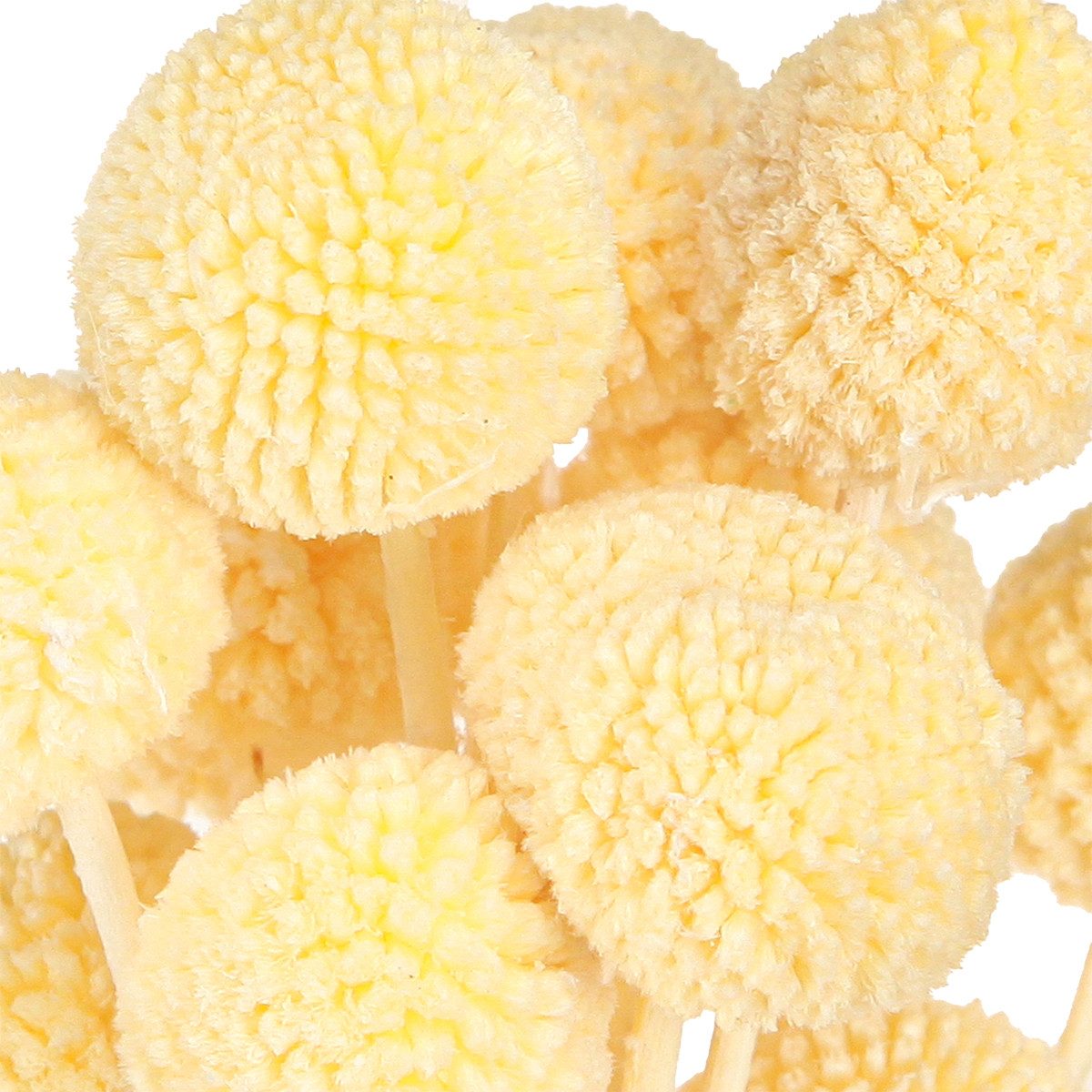 Trockenblume Craspedia Trockenblumen Creme Dekoration 20 günstig online kaufen