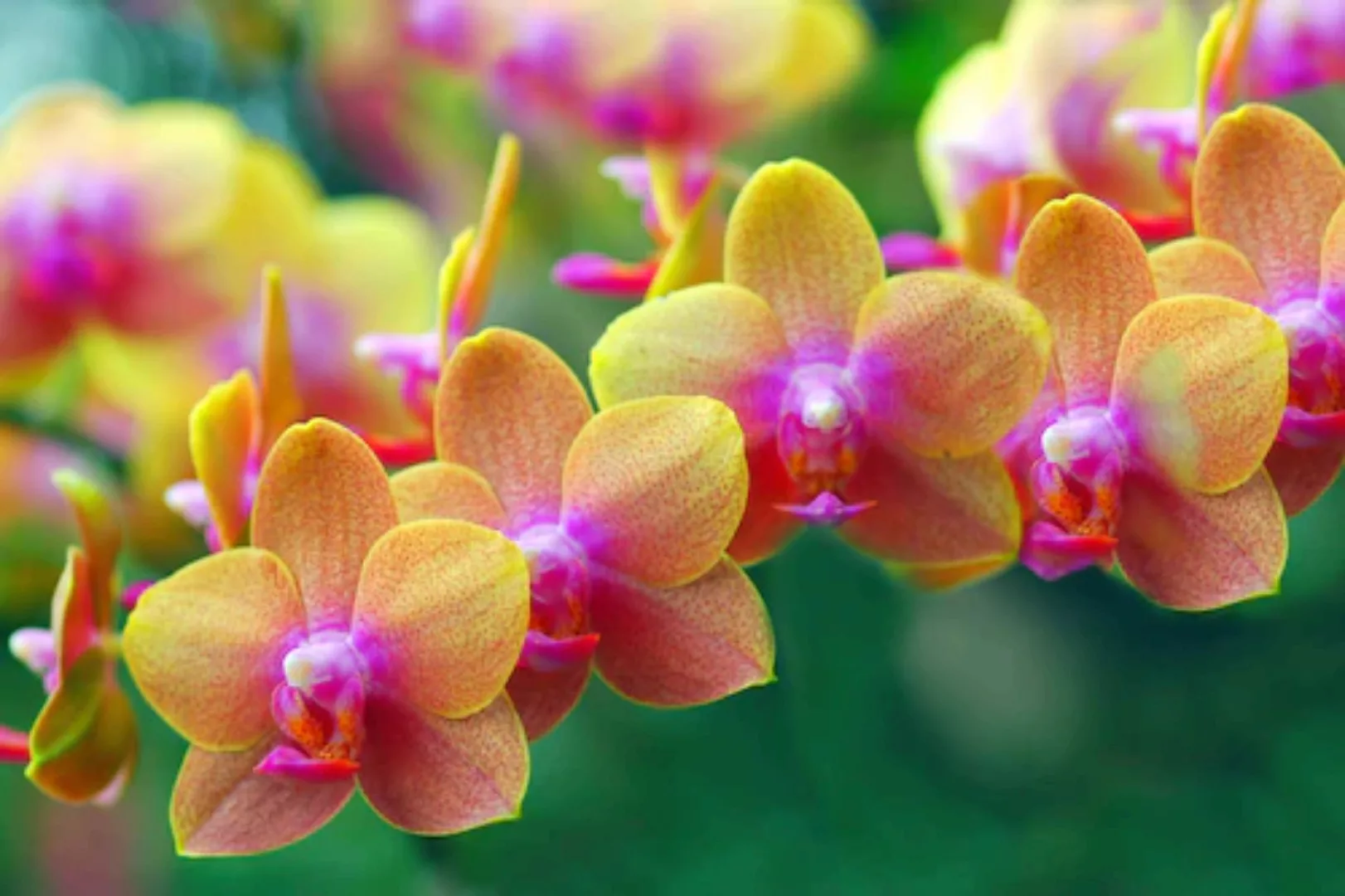Papermoon Fototapete »Goldene Orchideen« günstig online kaufen