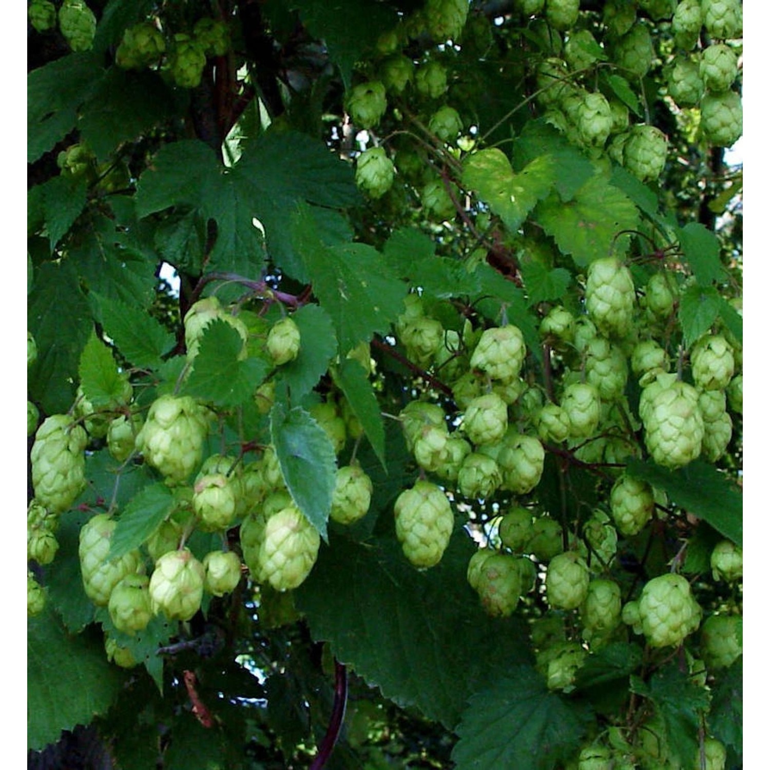 Hopfen Opal 40-60cm - Humulus lupulus günstig online kaufen