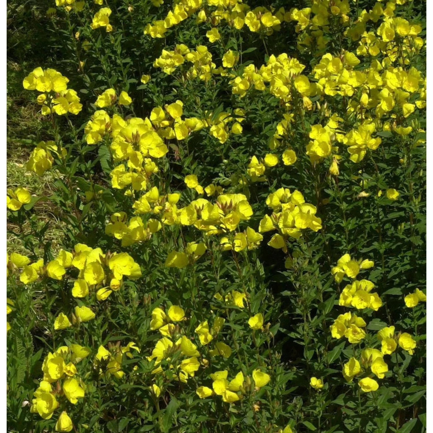 Hohe Nachtkerze - Oenothera fruticosa günstig online kaufen