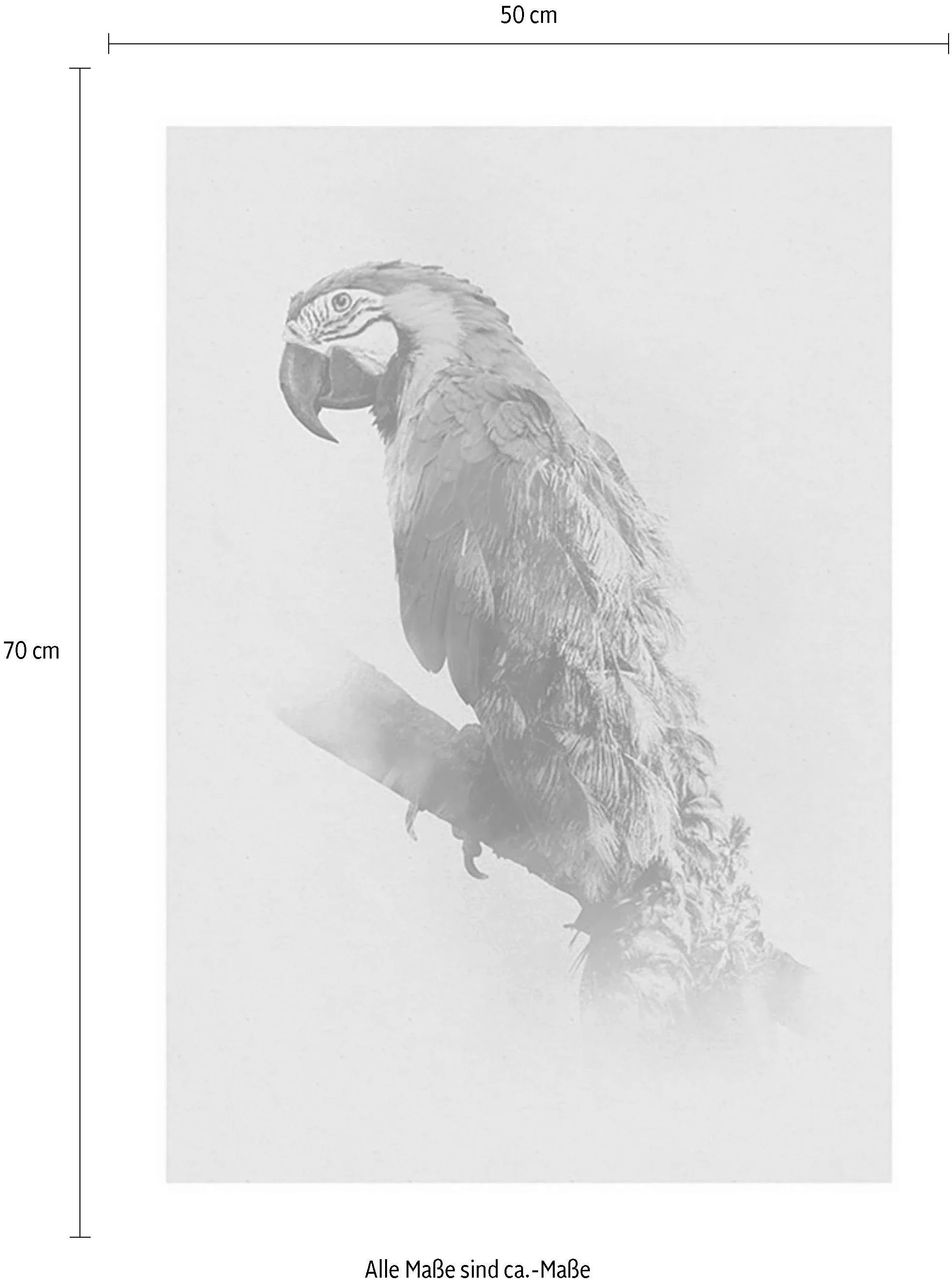 Komar Poster »Animals Paradise Parrot«, Tiere, (1 St.), Kinderzimmer, Schla günstig online kaufen