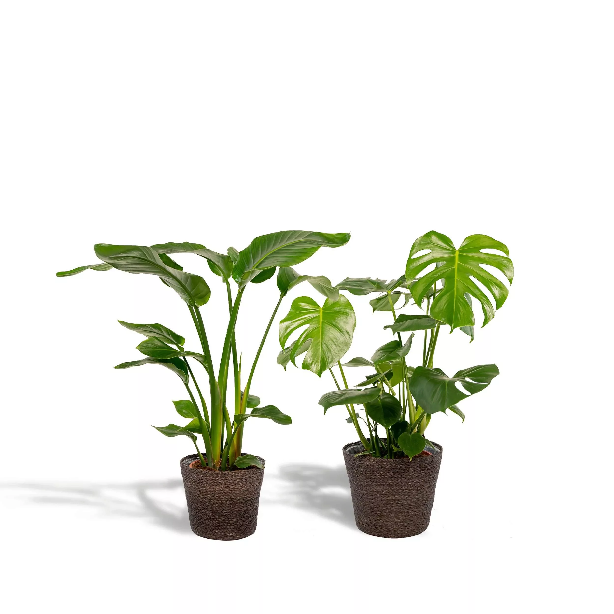 Hello Plants | Set mit 2 Zimmerpflanzen im Korb - Strelitzia & Monstera günstig online kaufen