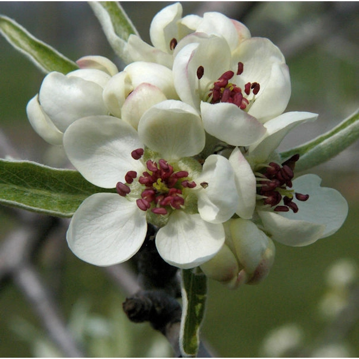 Hängende Wildbirne 100-125cm - Pyrus salicifolia Pendula günstig online kaufen