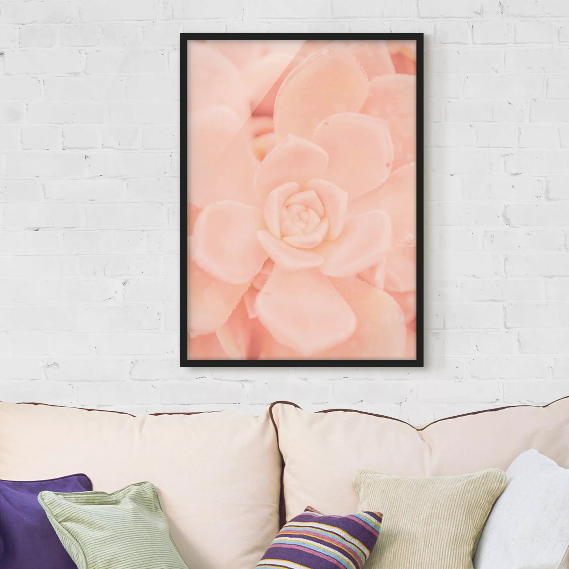 Bild mit Rahmen Blumen - Hochformat Rosa Blütenzauber Echeveria günstig online kaufen