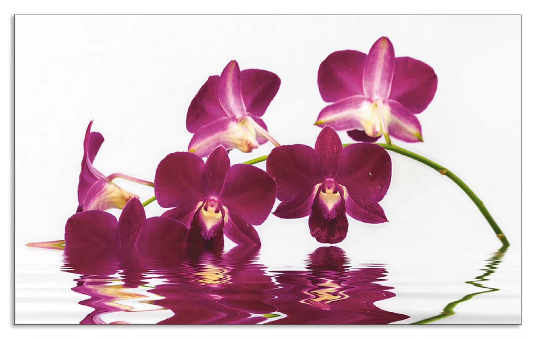 Artland Küchenrückwand »Phalaenopsis Orchidee«, (1 tlg.), Alu Spritzschutz günstig online kaufen
