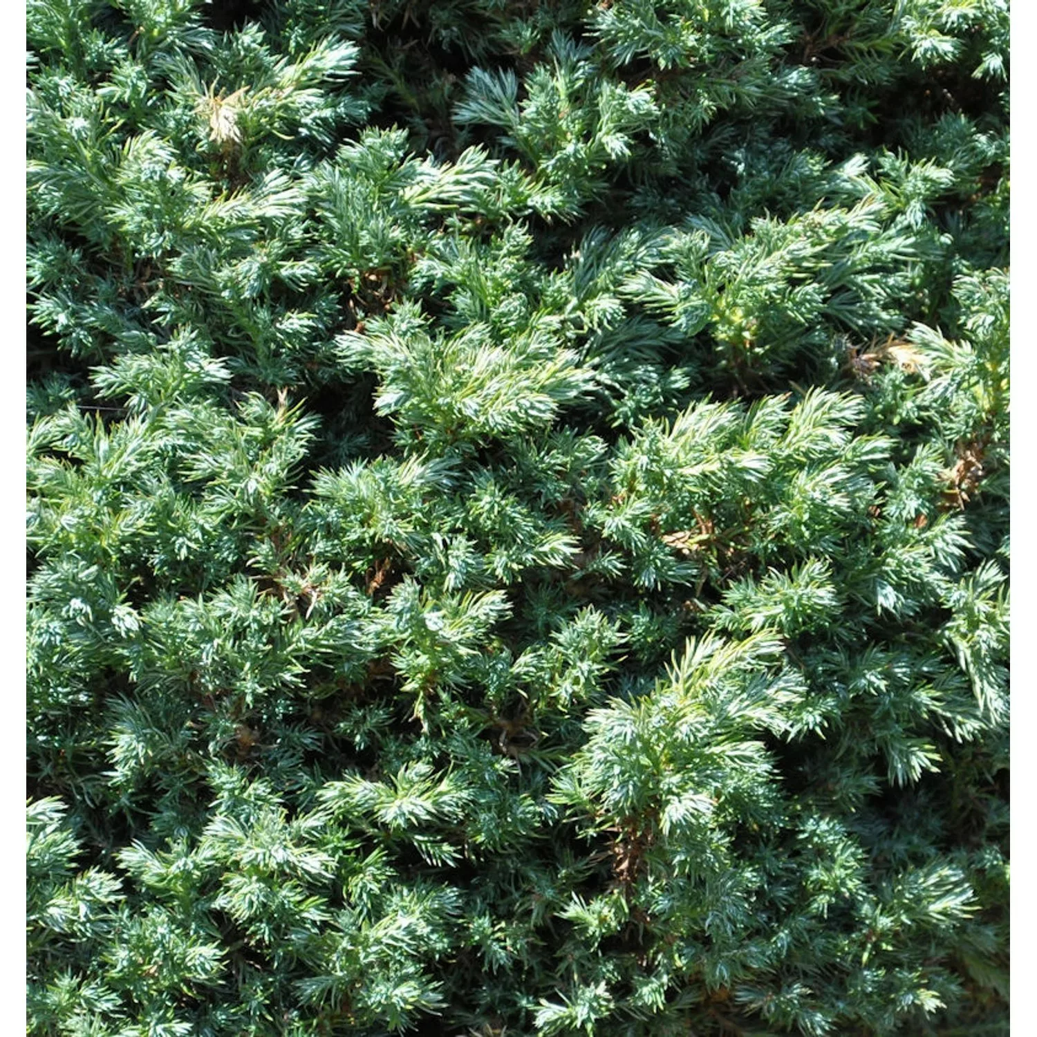 Hochstamm Zwerg Silberzypresse Baby Blue 40-60cm - Chamaecyparis pisifera günstig online kaufen