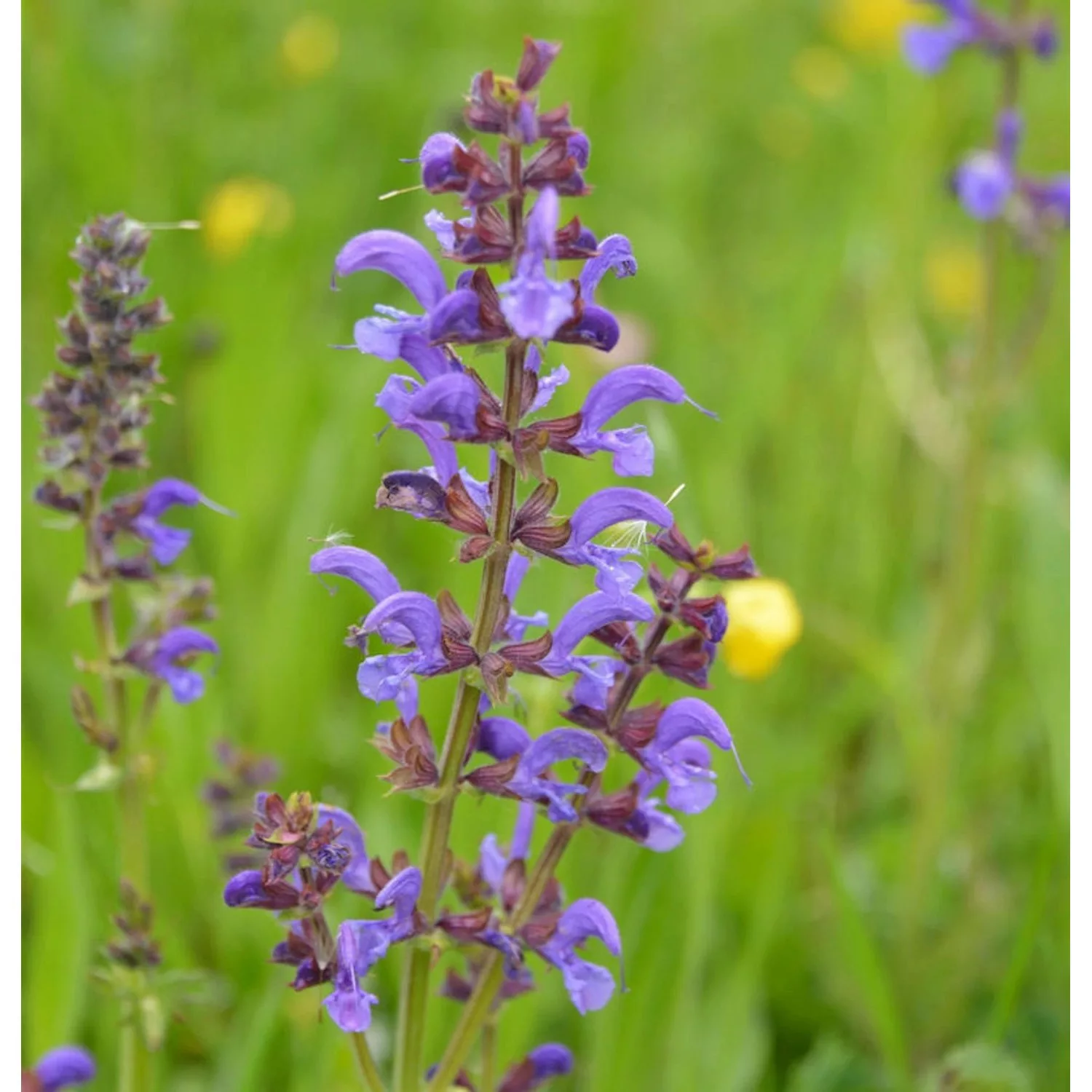 Wiesensalbei Blaulippe - Salvia pratensis günstig online kaufen