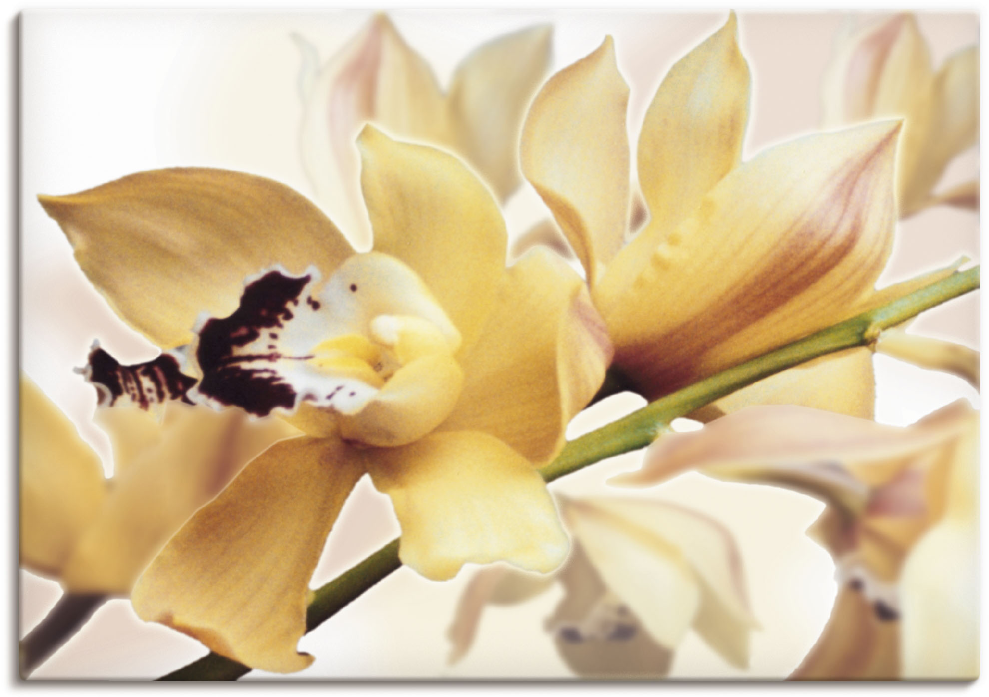 Artland Wandbild »Gelbe Orchidee«, Blumenbilder, (1 St.), als Alubild, Outd günstig online kaufen