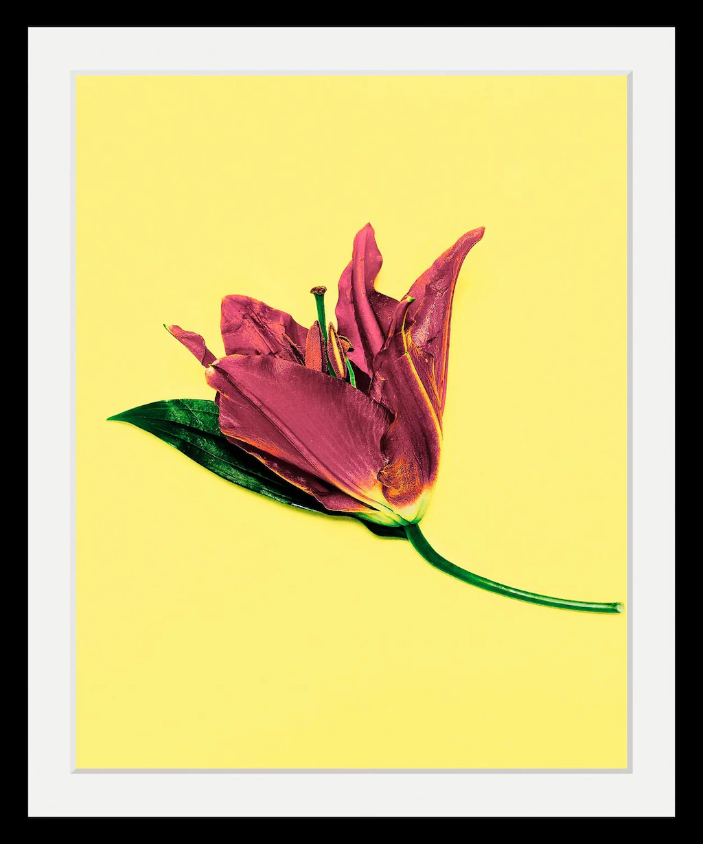 queence Bild "Blume", Blumen-Blumenbilder-Pflanzen-Kunst, HD Premium Poster günstig online kaufen