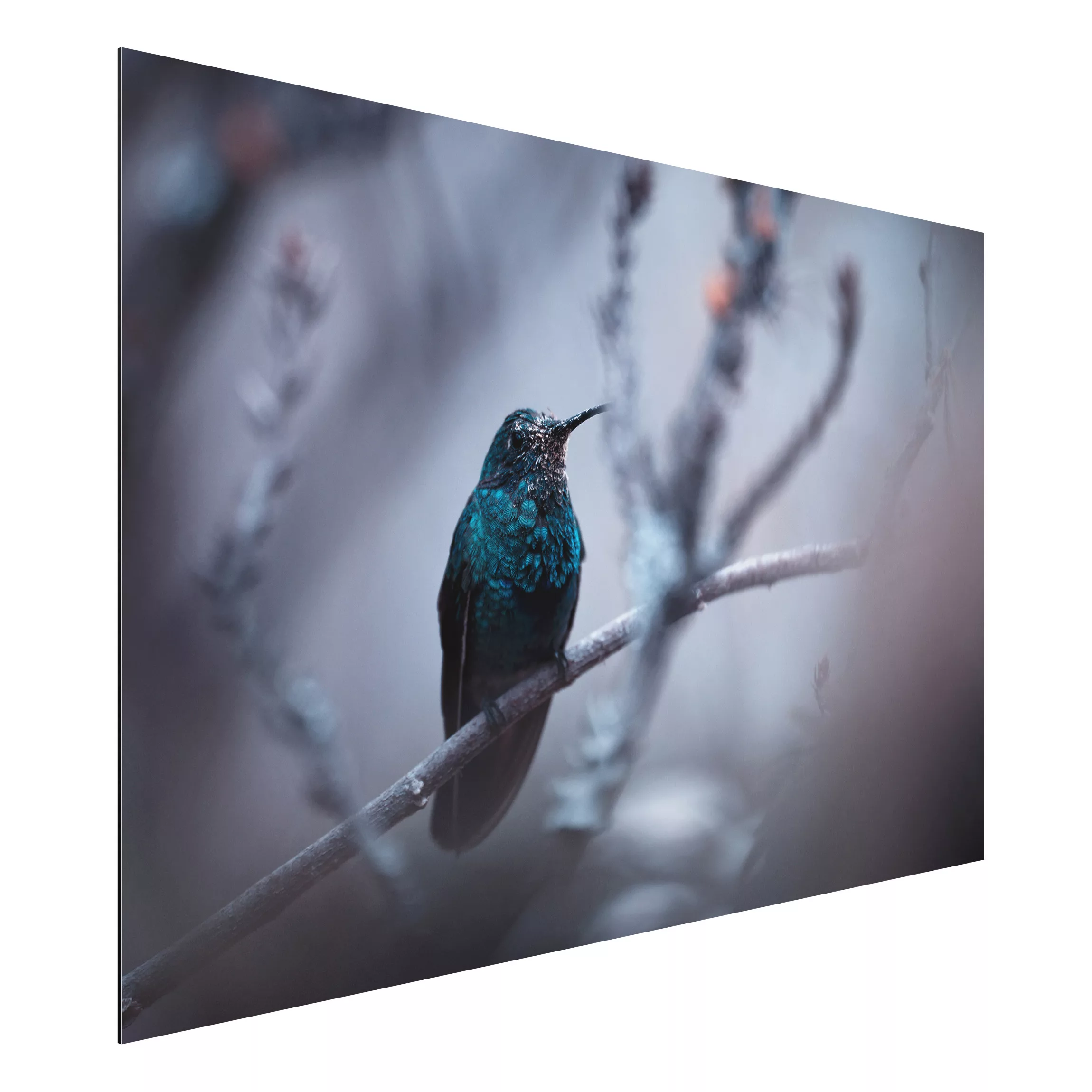 Alu-Dibond Bild Tiere - Querformat 3:2 Kolibri im Winter günstig online kaufen
