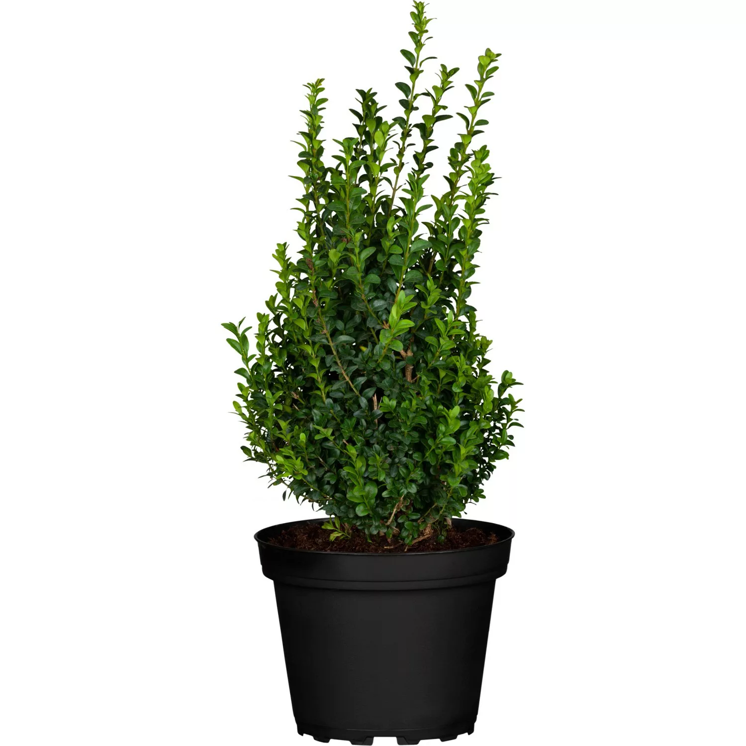 OBI Buchsbaum Höhe ca. 10 - 20 cm Topf ca. 2 l Buxus sempervirens günstig online kaufen