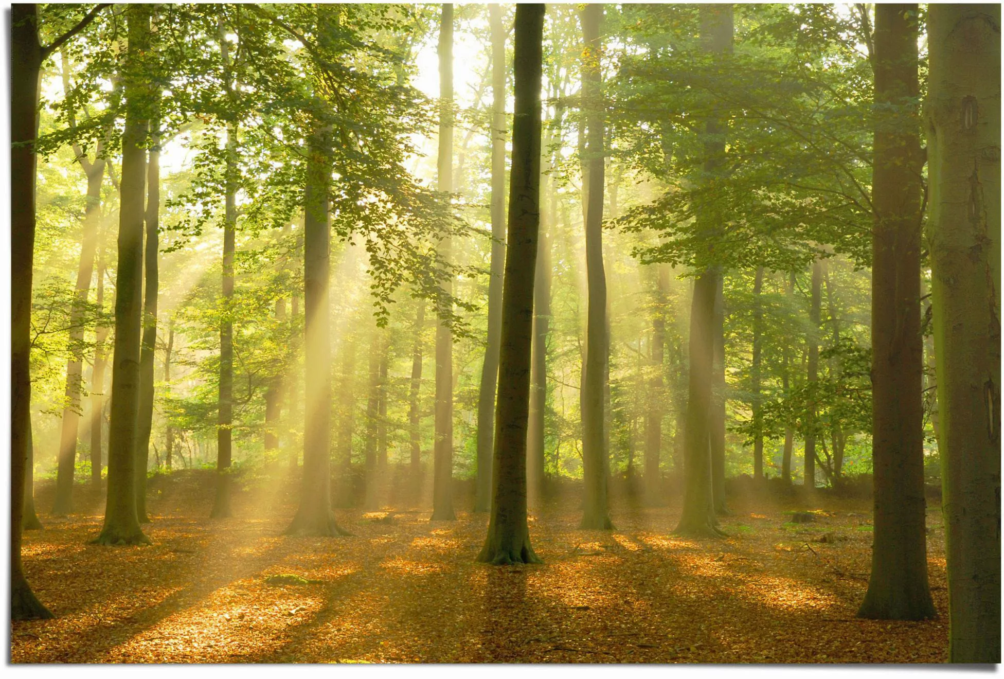 Reinders Poster "Erleuchteter Wald", (1 St.) günstig online kaufen