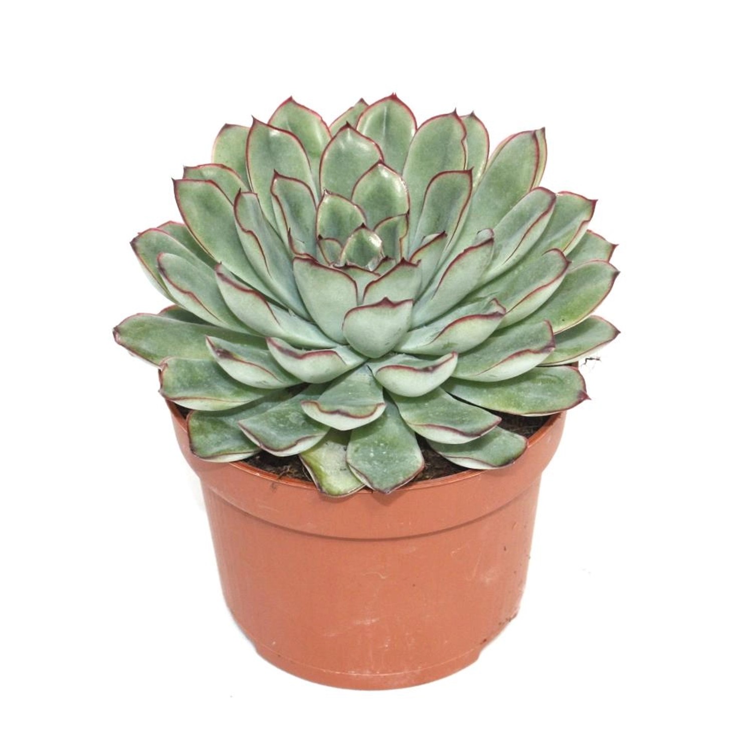 Exotenherz Echeveria Pulidonis Grosse Pflanze im 12cm Topf günstig online kaufen