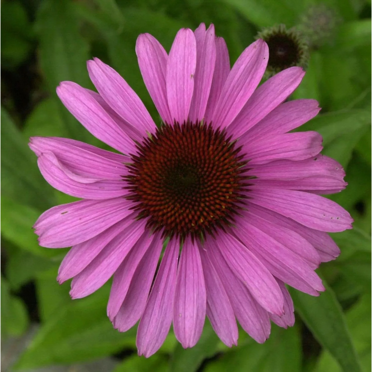 Sonnenhut Dixie Belle - Echinacea purpurea günstig online kaufen