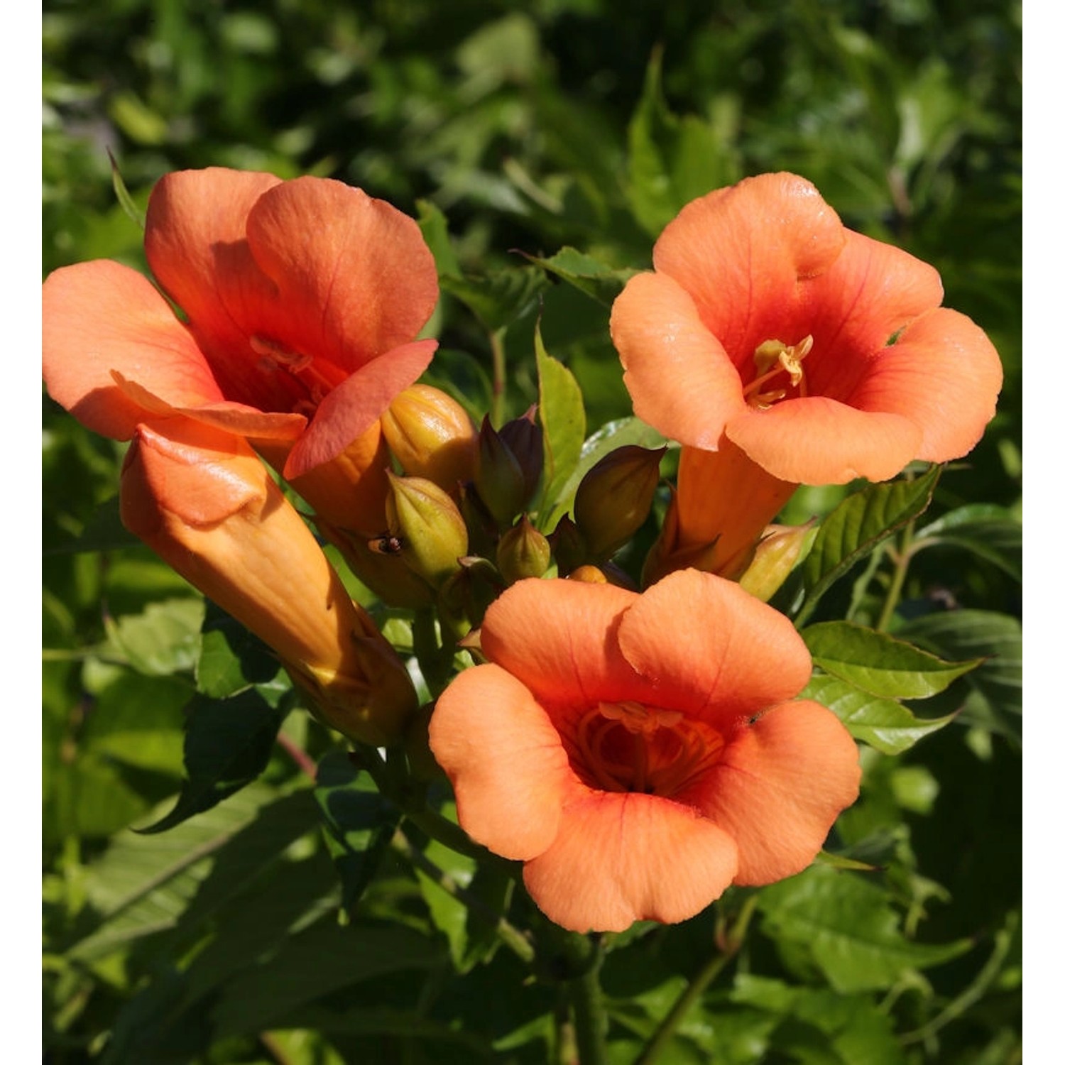 Trompetenblume Indian Summer 80-100cm - Campsis radicans günstig online kaufen