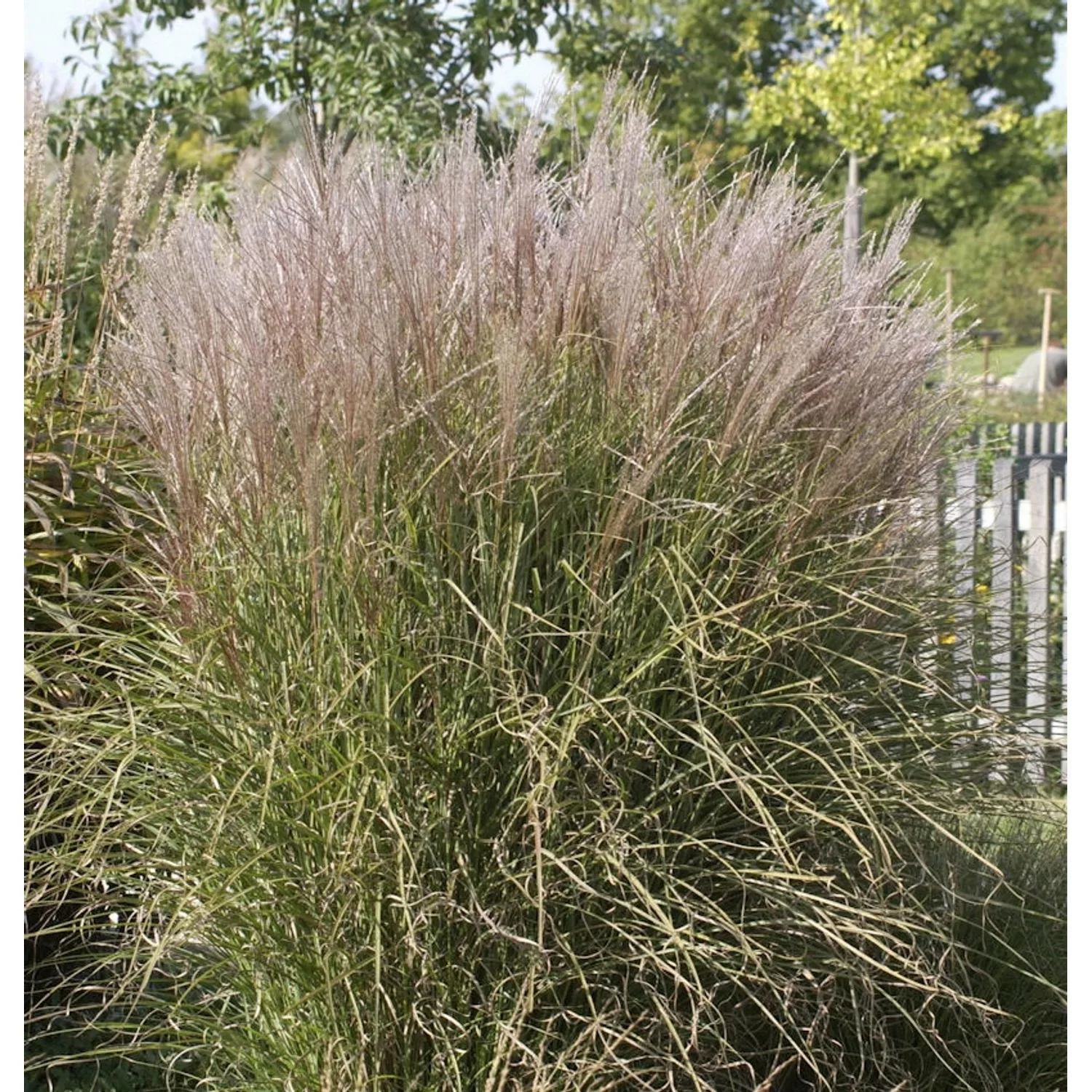 Chinaschilf Silberspinne - XXXL Topf - Miscanthus sinensis günstig online kaufen