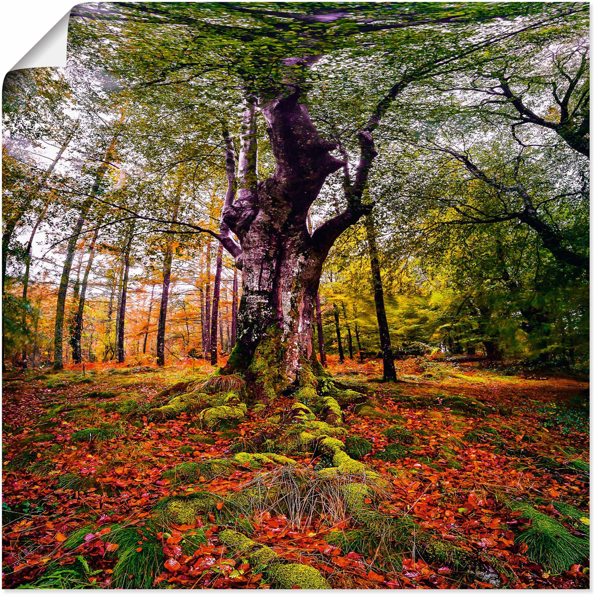 Artland Wandbild "Baum im Wald", Baumbilder, (1 St.), als Leinwandbild, Pos günstig online kaufen