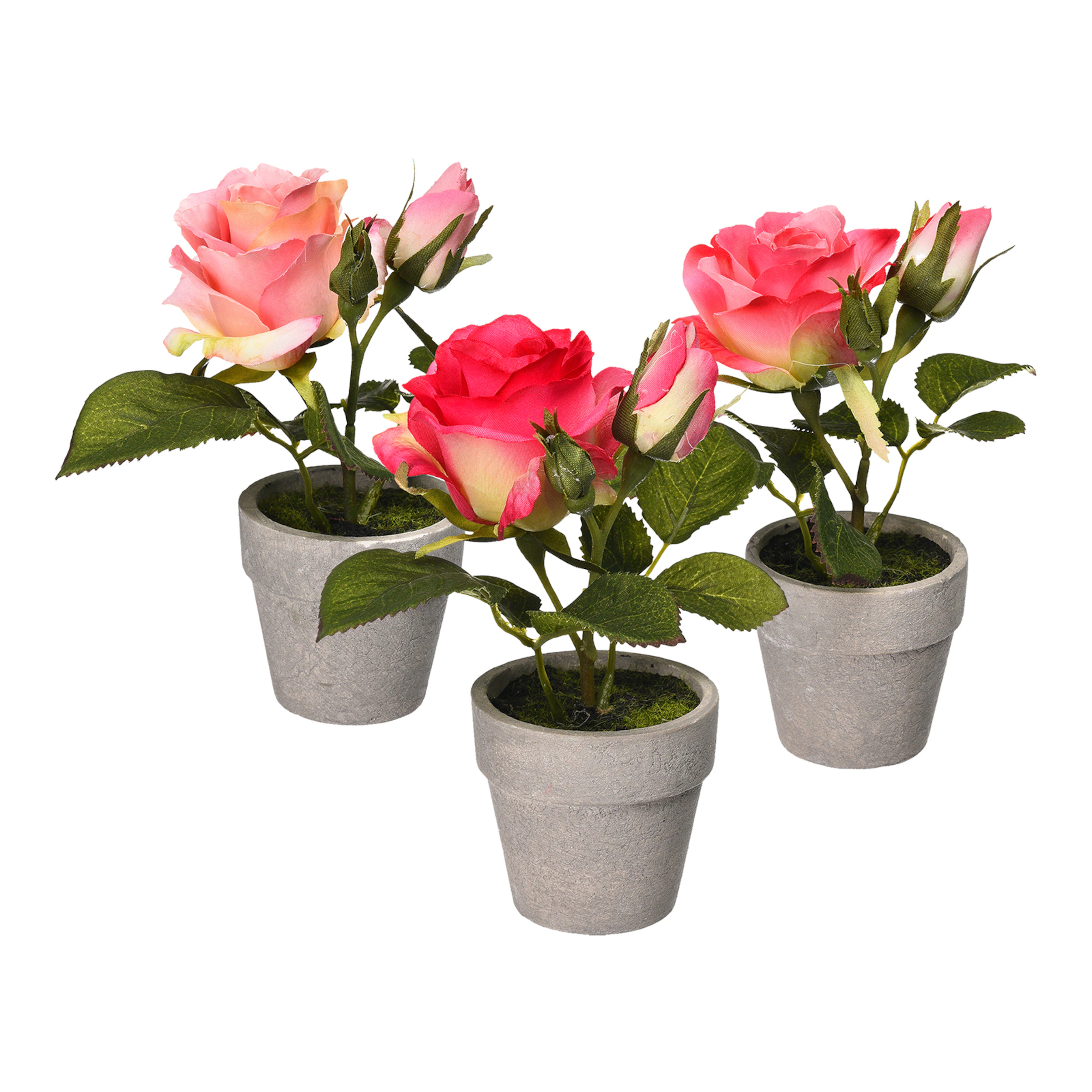 Rose im Topf-Set, rosa günstig online kaufen