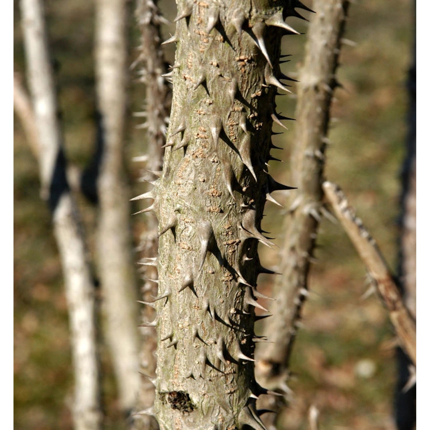 Teufelskrückstock 100-125cm - Aralia elata günstig online kaufen