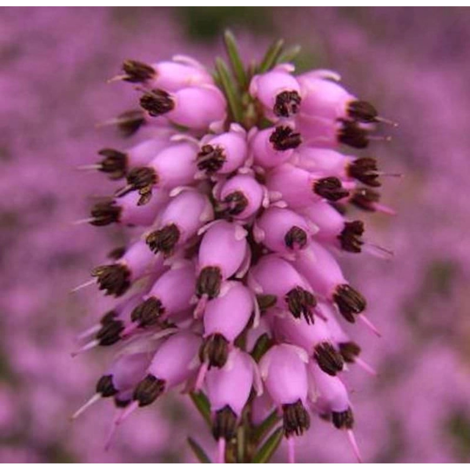 10x Winterheide March Seedling - Erica carnea günstig online kaufen