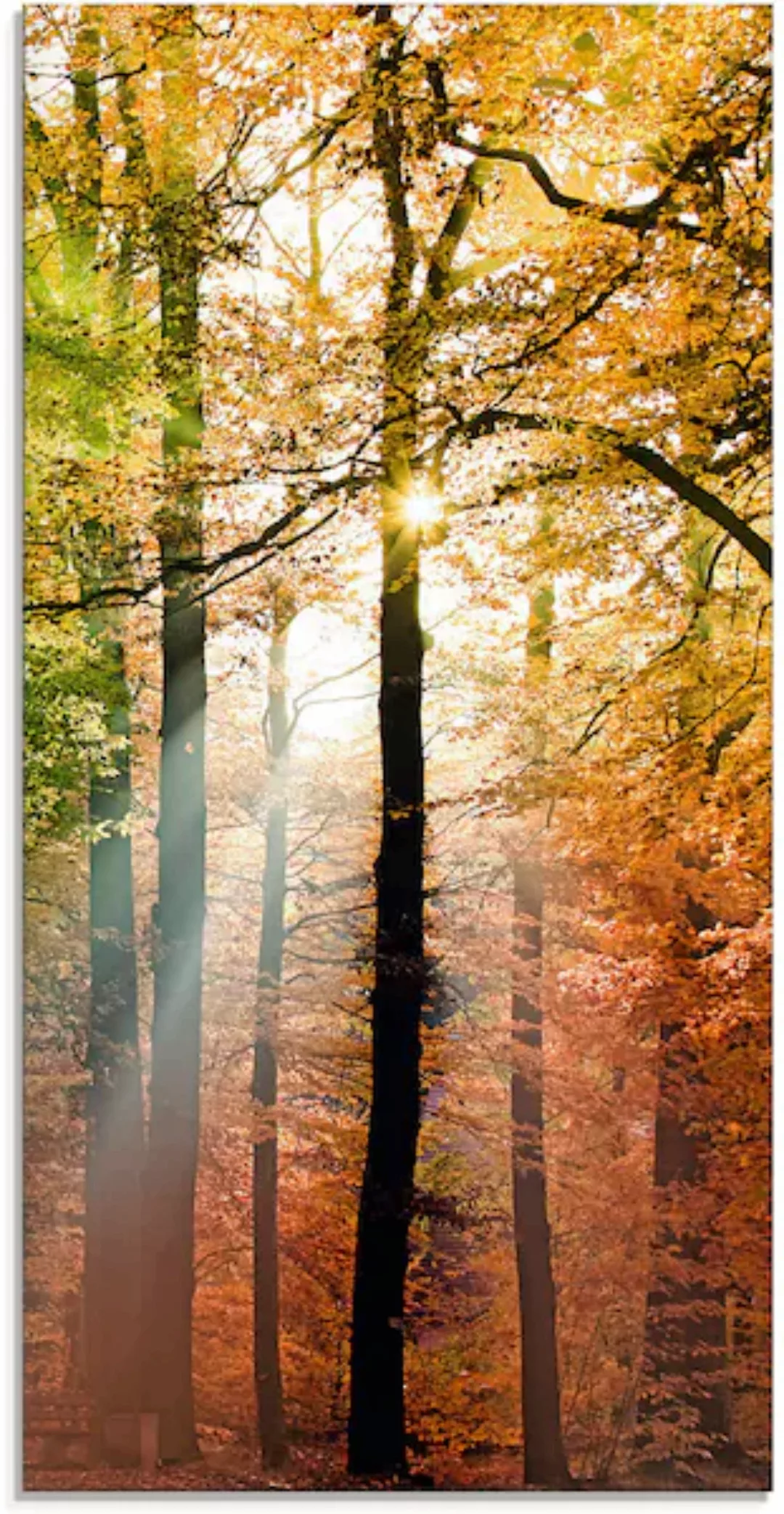 Artland Glasbild "Schöner Herbsttag 2", Wald, (1 St.), in verschiedenen Grö günstig online kaufen