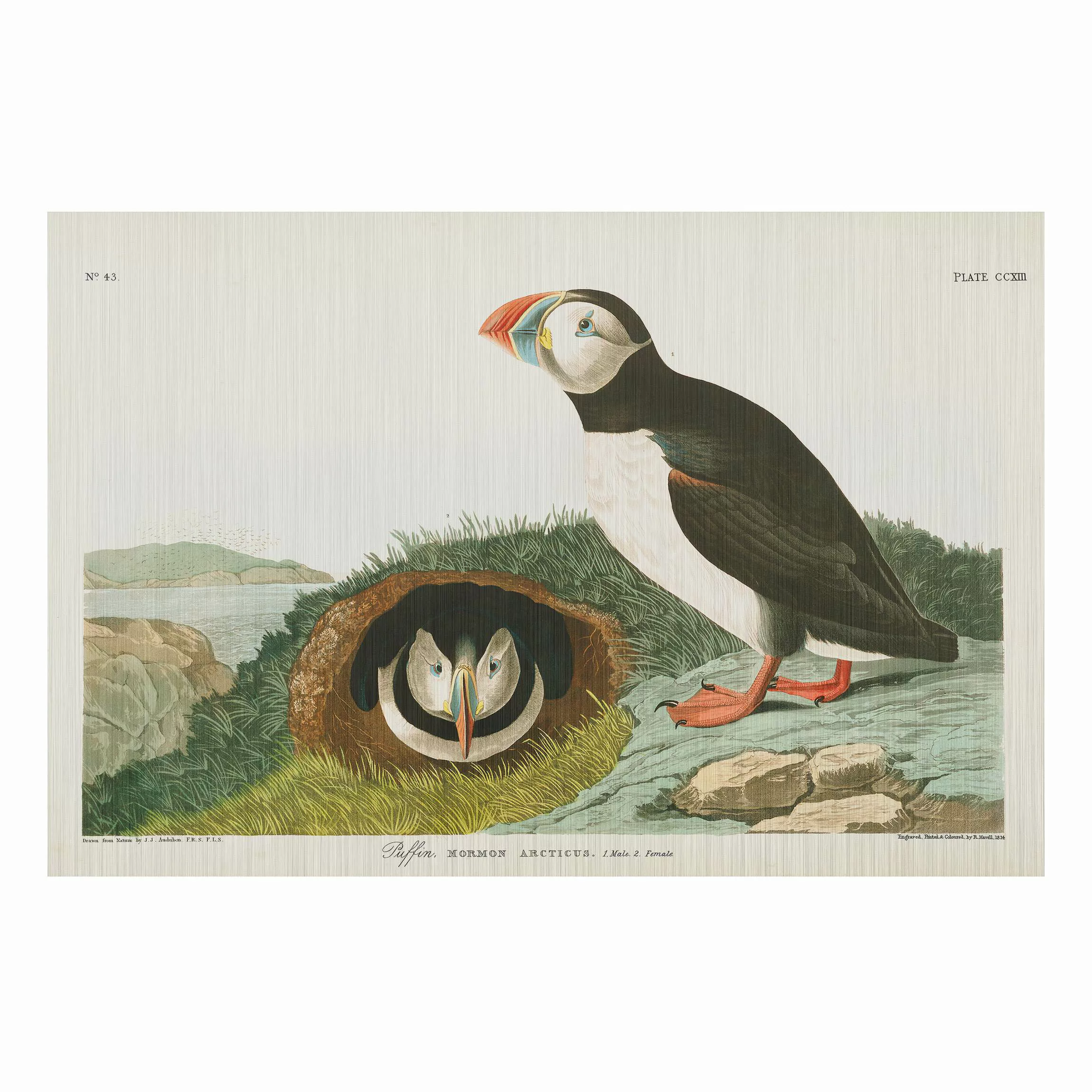 Alu-Dibond Bild Natur & Landschaft - Querformat 3:2 Vintage Lehrtafel Papag günstig online kaufen