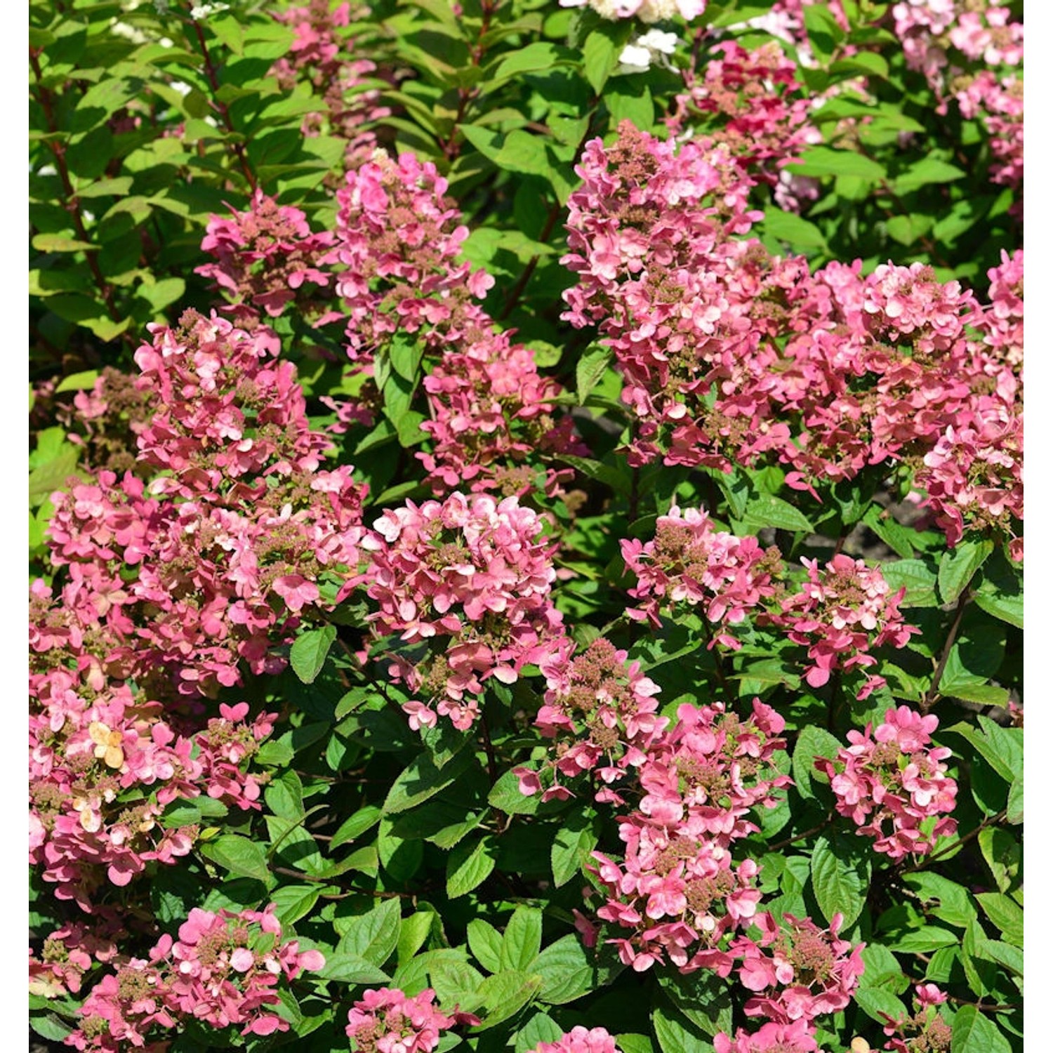 Rispenhortensie Petite Star 60-80cm - Hydrangea paniculata günstig online kaufen