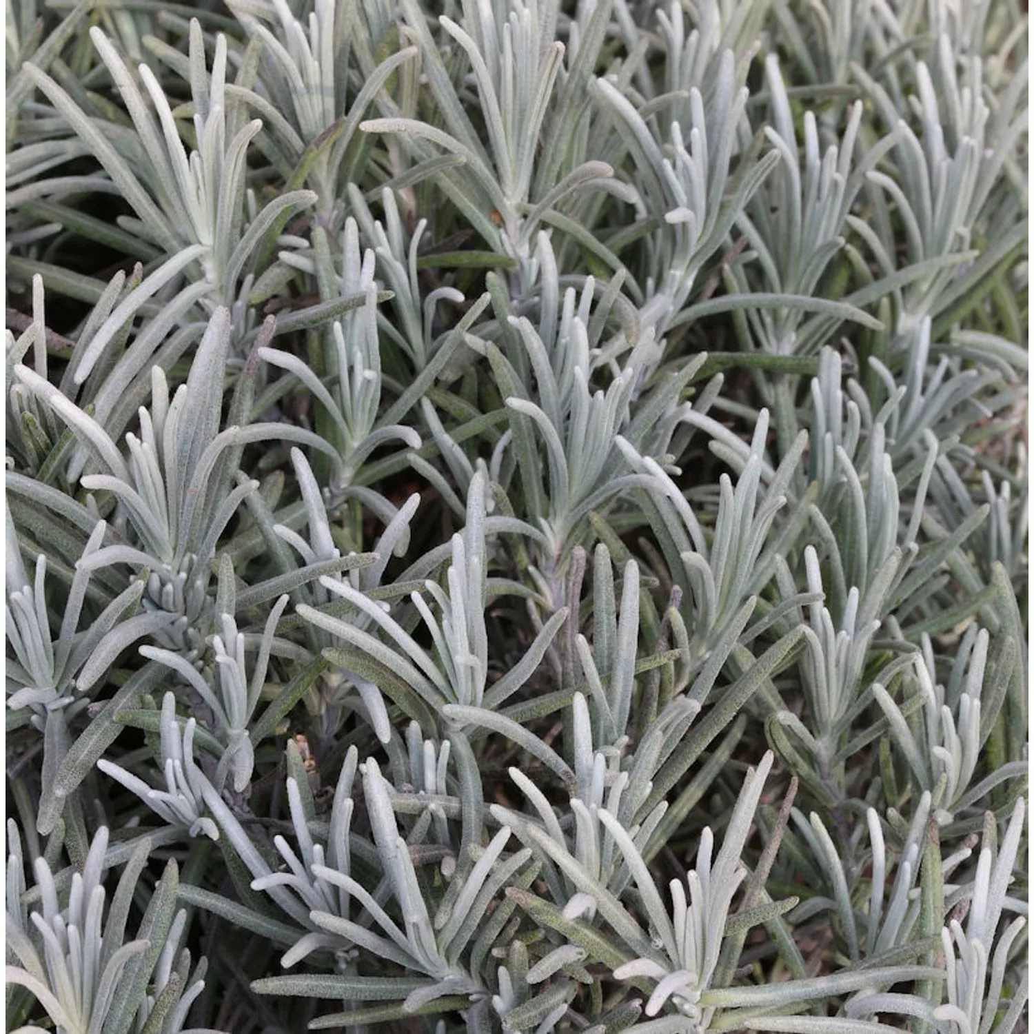 Echter Lavendel Silver Mist - Lavandula angustifolia günstig online kaufen