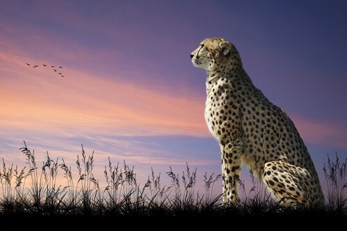 Papermoon Fototapete »GEPARD-NATUR LÖWE TIGER PUMA JAGUAR DSCHUNGEL TIERE X günstig online kaufen