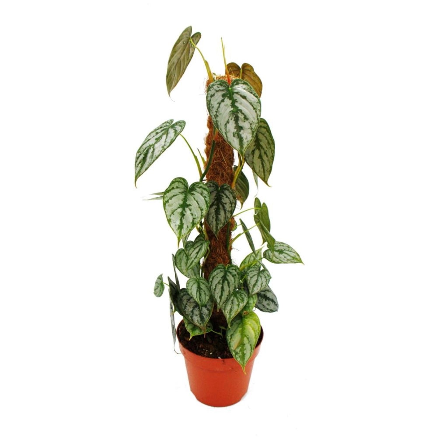 Exotenherz Philodendron Brandtianum Silberblatt Baumfreund 17cm Topf am Moo günstig online kaufen