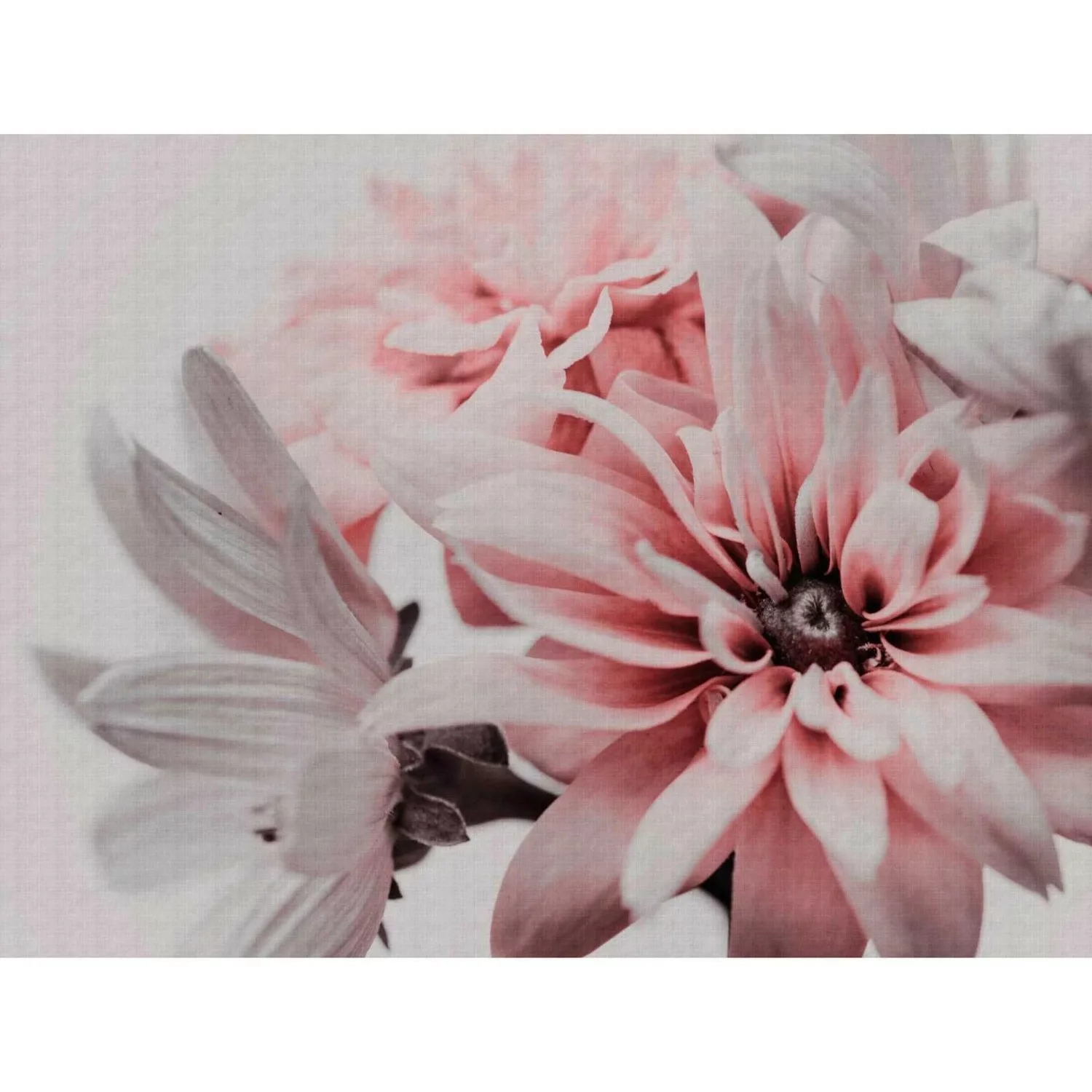Bricoflor Rosa Tapete Mit Blume Digitaldruck Vliestapete Mit Dahlie 3D Foto günstig online kaufen