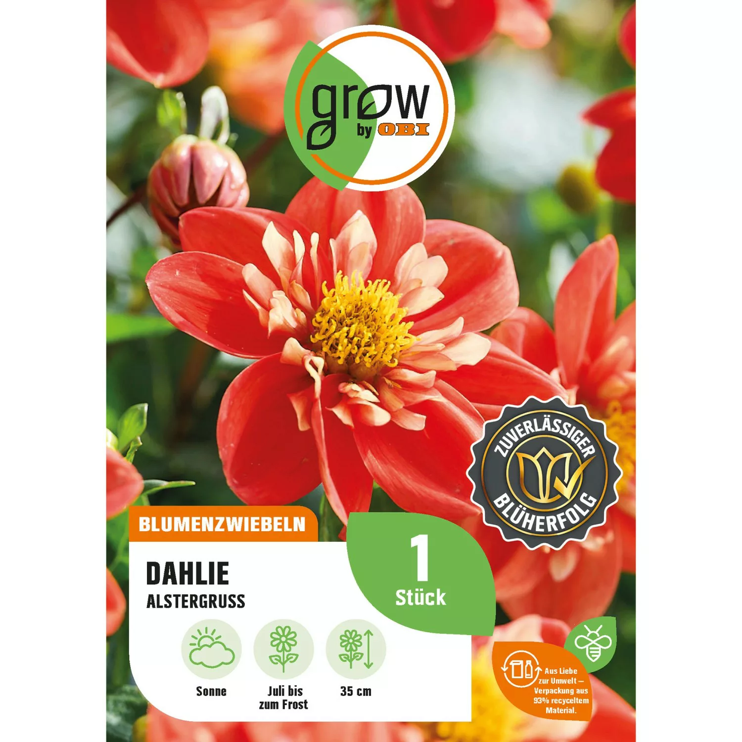 GROW by OBI Dahlie Alstergruss Höhe ca. 35 cm Dahlia colletette günstig online kaufen