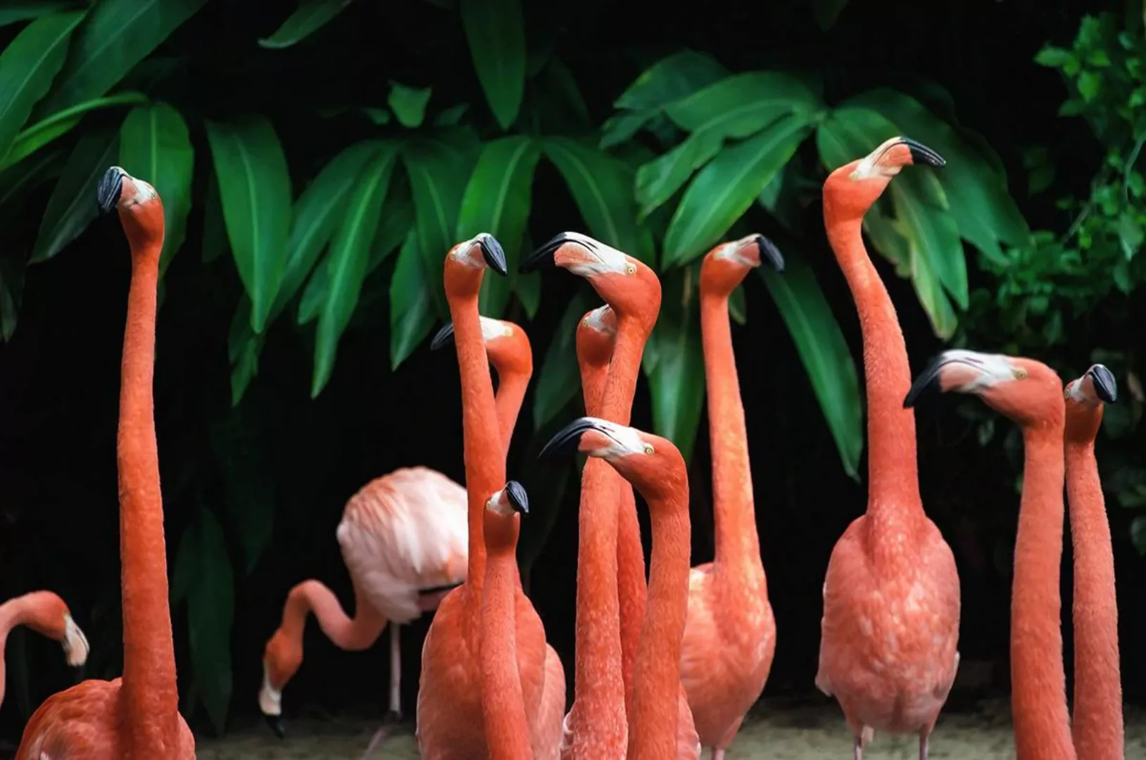 Wandkraft | Wanddekoration Bright Flamingo günstig online kaufen
