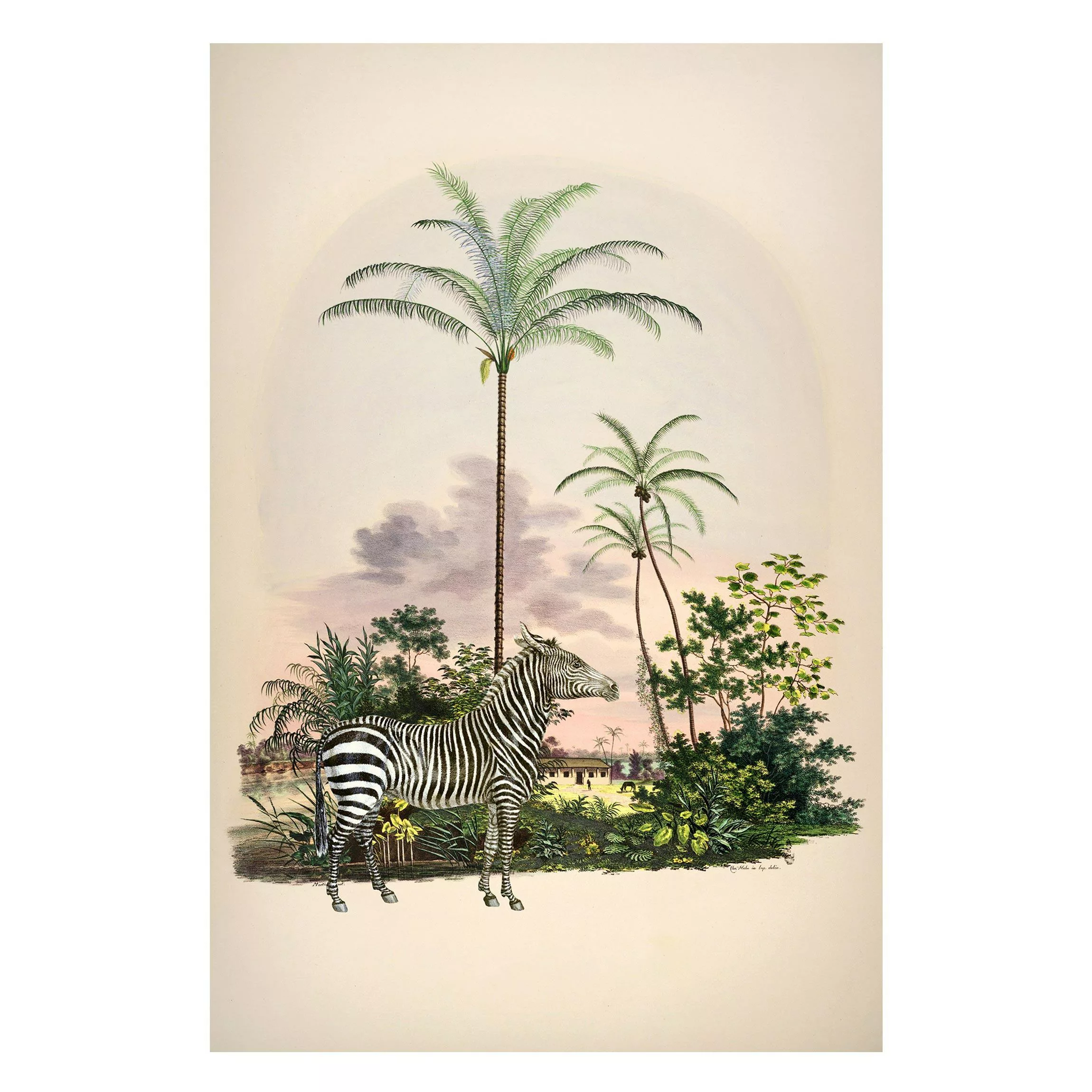 Magnettafel Zebra vor Palmen Illustration günstig online kaufen
