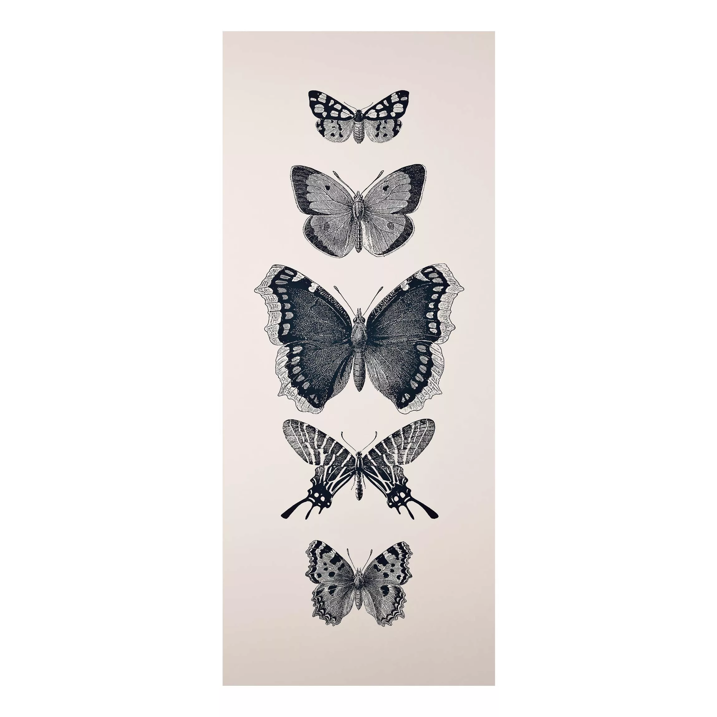 Alu-Dibond Bild Tusche Schmetterlinge auf Beige günstig online kaufen