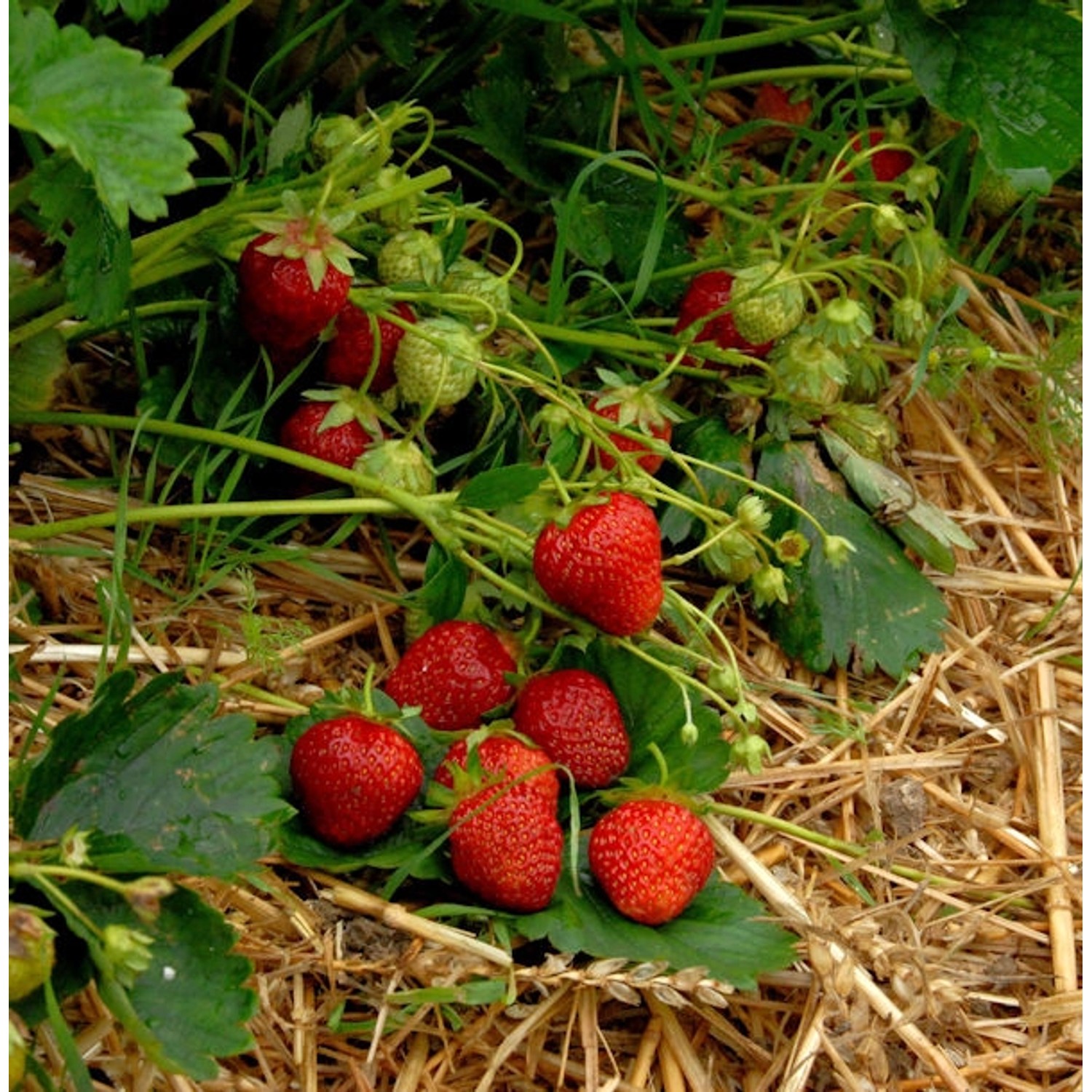 Garten Erdbeere Korona - Fragaria ananassa günstig online kaufen