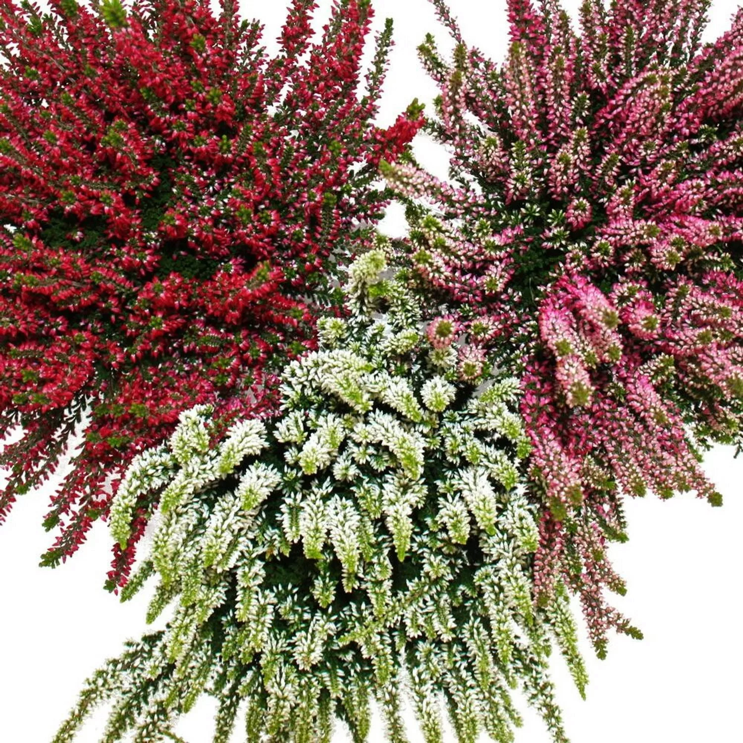 Exotenherz Calluna Vulgaris Set mit 6 Pflanzen Besenheide Heidepflanze Wint günstig online kaufen