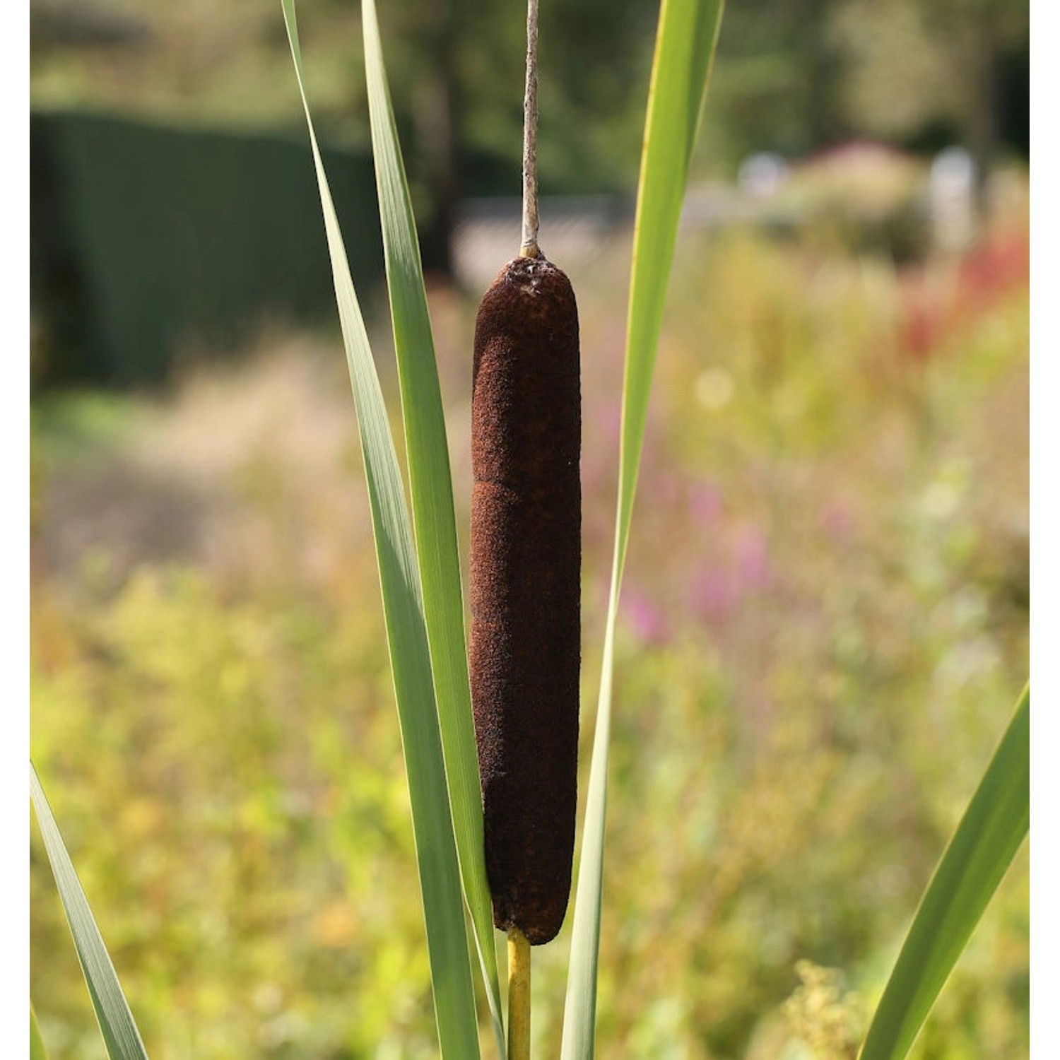 Feinblättriger Rohrkolben - Typha gracilis günstig online kaufen