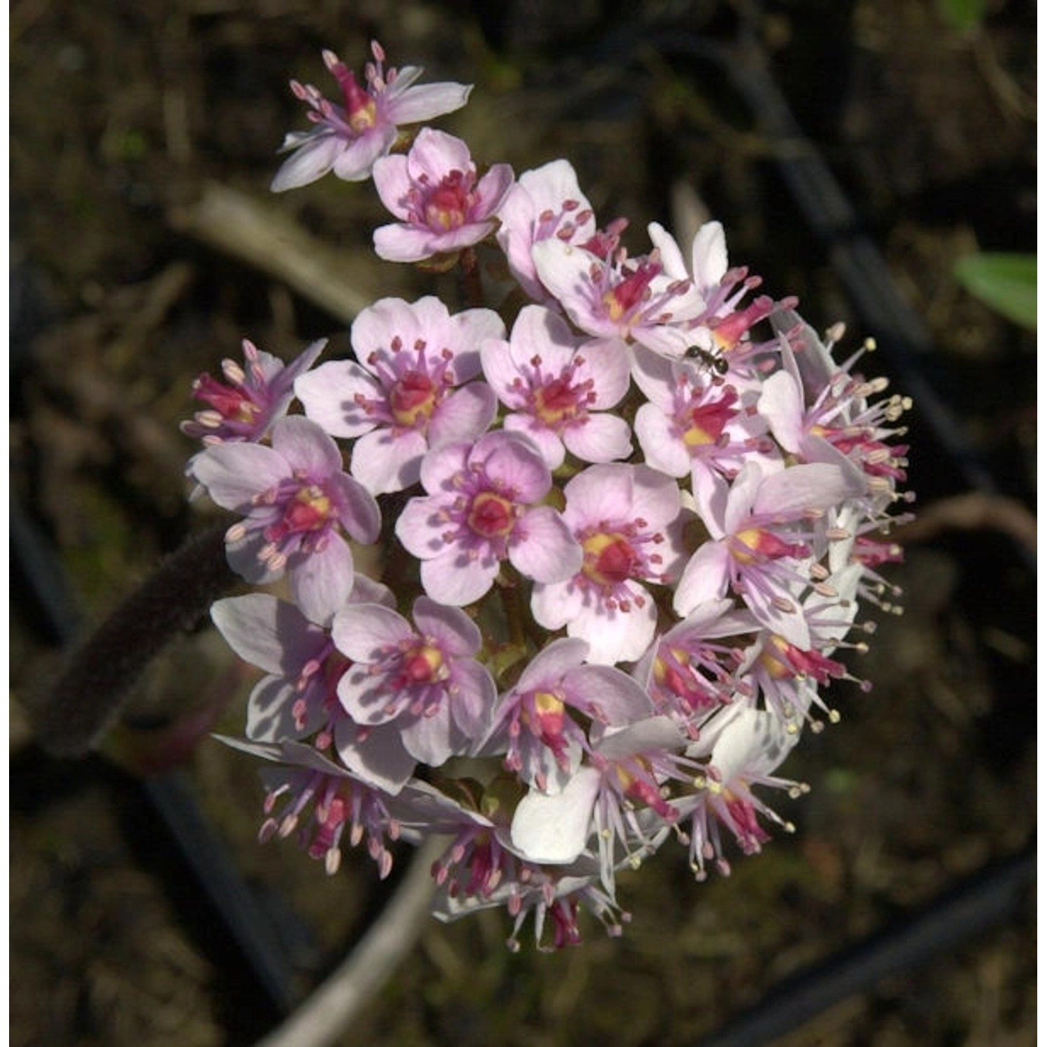 Schildblatt - Darmera peltata günstig online kaufen