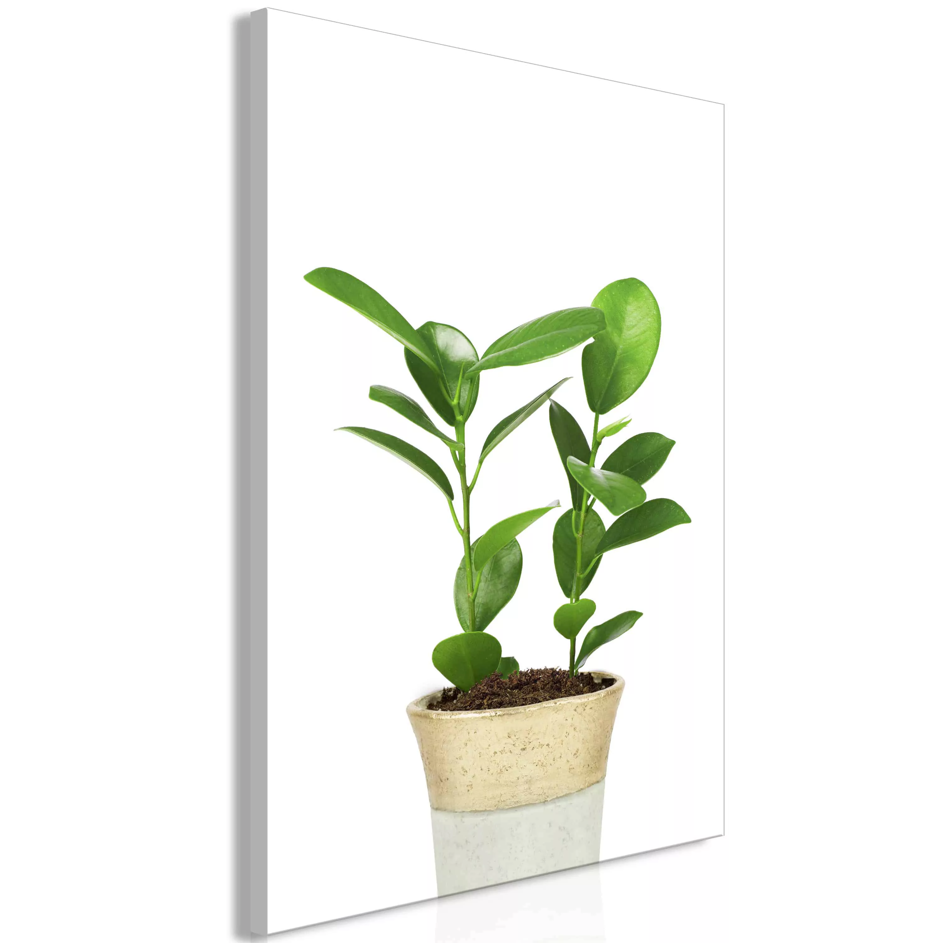 Wandbild - Plant In Pot (1 Part) Vertical günstig online kaufen
