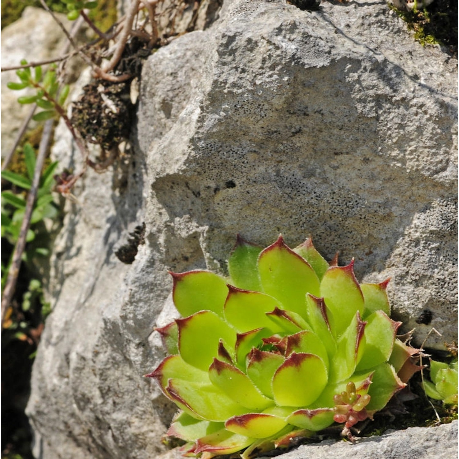 Dachwurz Grünspecht - Sempervivum cultorum günstig online kaufen